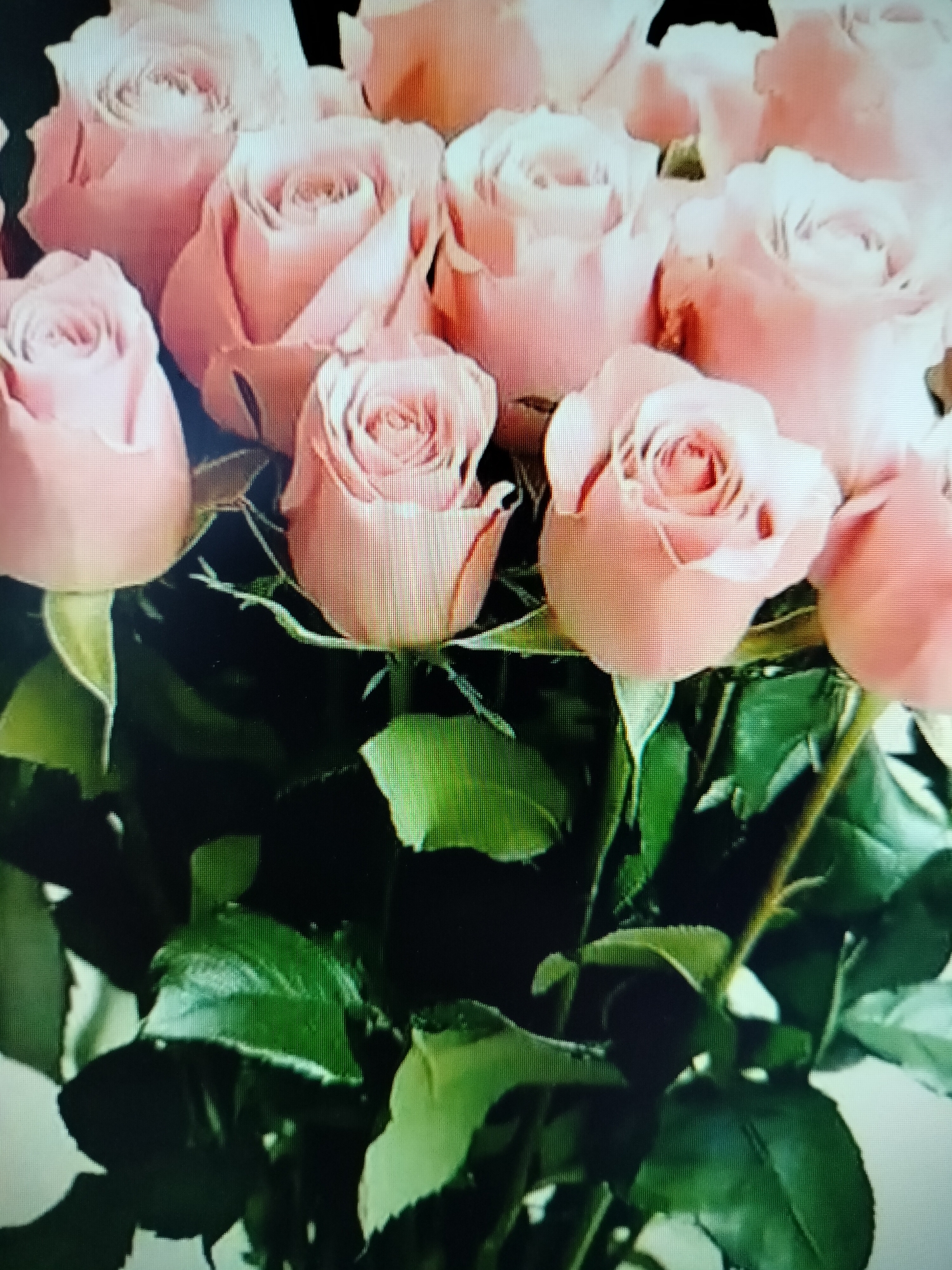 The image shows a close-up of a bouquet of light pink roses, with lush green leaves in the foreground. The roses are in various stages of bloom, with some fully opened and others still tightly furled. The lighting is soft, highlighting the delicate petals of the flowers. The background is dark, which makes the roses stand out even more. There is no indication of the city of Yashkino, Russia, or any other specific location within the image. The image is a still photograph and does not depict any actions or interactions.