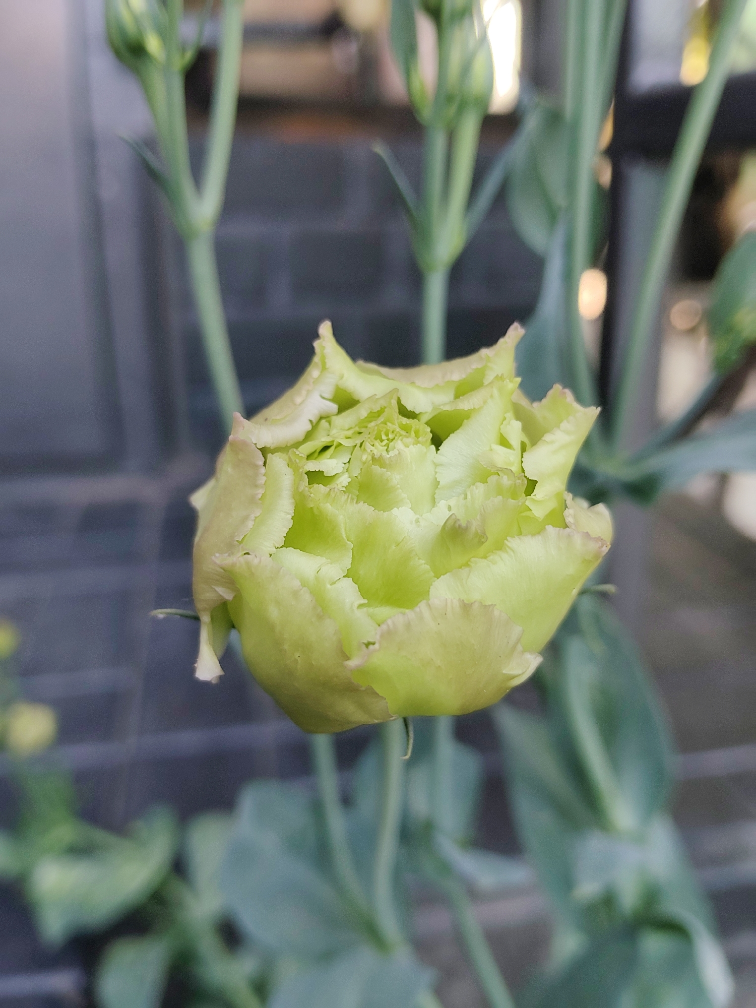 A light green flower bud, likely a rose or carnation, with ruffled petals is centered in the frame. The background is blurred, showing elements of an urban setting, potentially a street or building facade with a brick pattern. The lighting suggests it could be daytime, with some soft highlights on the flower and background. The overall scene is serene and natural, contrasting with the implied urban environment.