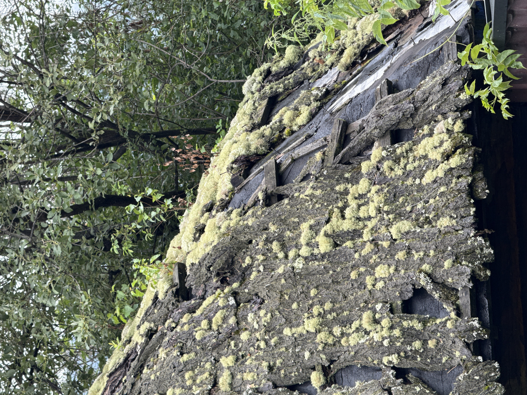 A close-up, high-angle exterior shot captures a weathered, partially collapsed wooden roof covered in moss and lichen. The roof's surface is uneven and textured, with large pieces of bark and decaying wood. Small, light green clusters of moss and lichen are scattered across the dark, rough surface. Some wooden planks are visible underneath the bark, some of which are broken or missing. In the background, lush green foliage and tree branches are densely packed, suggesting an outdoor, possibly overgrown setting. The lighting is diffused, indicating an overcast or shaded environment. The scene evokes a sense of neglect and the passage of time. The location is identified as Barangol, Russia. There are no people or animals visible in the image.
