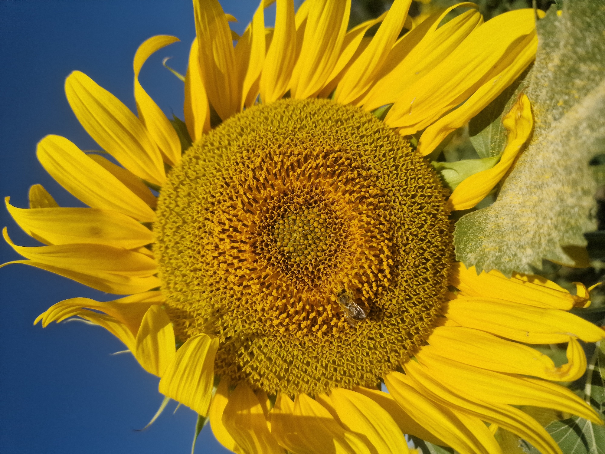 A close-up, low-angle shot captures a vibrant sunflower against a clear blue sky. The sunflower fills most of the frame, with its large, yellow petals radiating outwards from a central disc packed with seeds. A small, fuzzy bee is visible on the seed head, actively foraging. The lower portion of the image shows some green leaves and stems, with a dusting of yellow pollen on one of the leaves. The scene is set outdoors, likely in a field or garden, under bright sunlight. The image depicts a natural, agricultural setting, typical of rural areas such as Қараөзек ауылдық округі, Kazakhstan, where sunflowers are commonly cultivated.