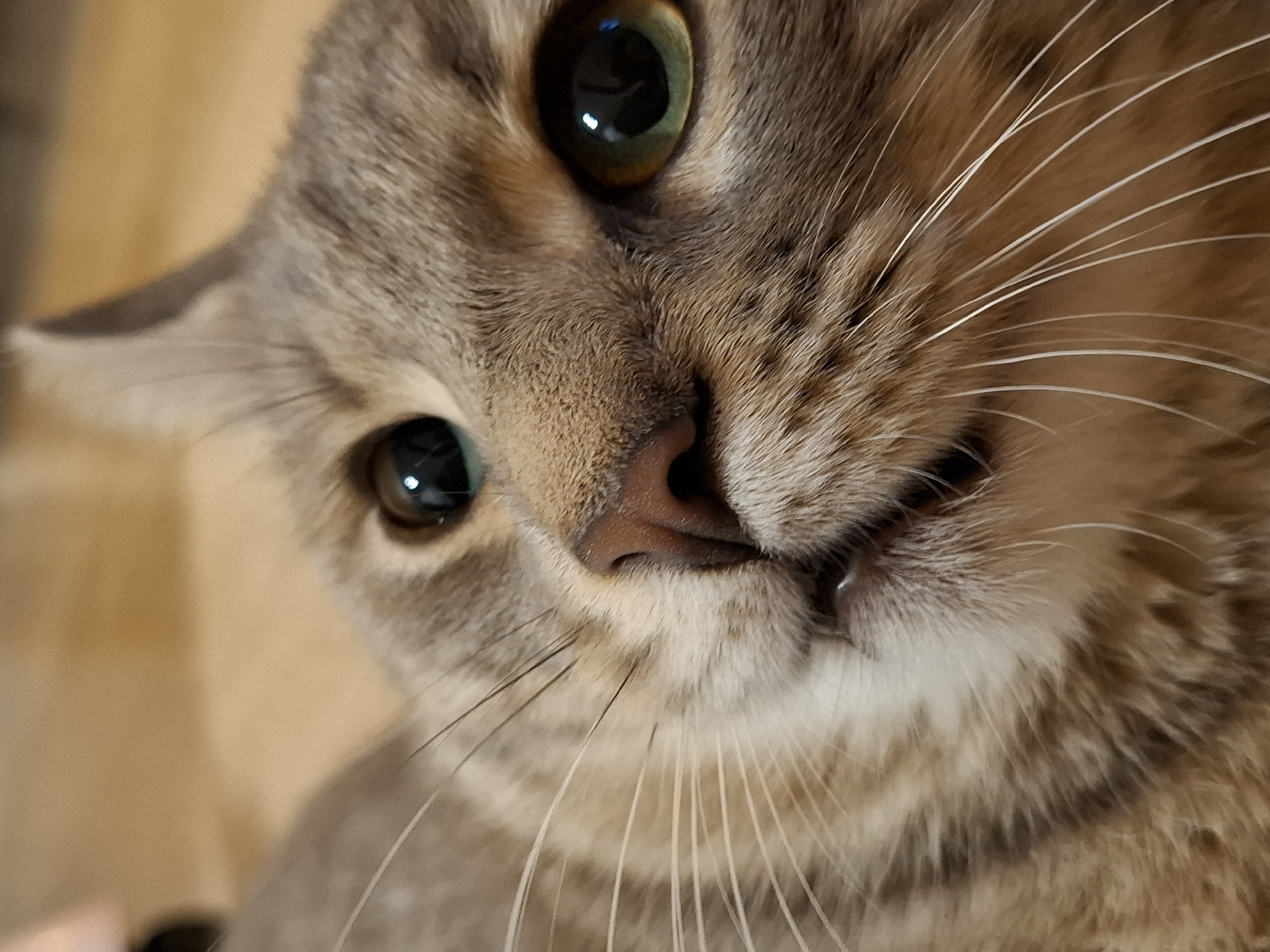 A close-up, eye-level, portrait shot captures the face of a domestic cat. The cat is oriented towards the camera, with its head tilted slightly. Its fur is a mix of grey and brown tabby markings. The cat's eyes are large and green with dark pupils. Its nose is pinkish-brown. The background is blurred and appears to be a light-colored wooden surface, possibly flooring. No people or other subjects are visible. The image does not contain any information that would allow for its location to be specified within Zemun Urban Municipality, Serbia.