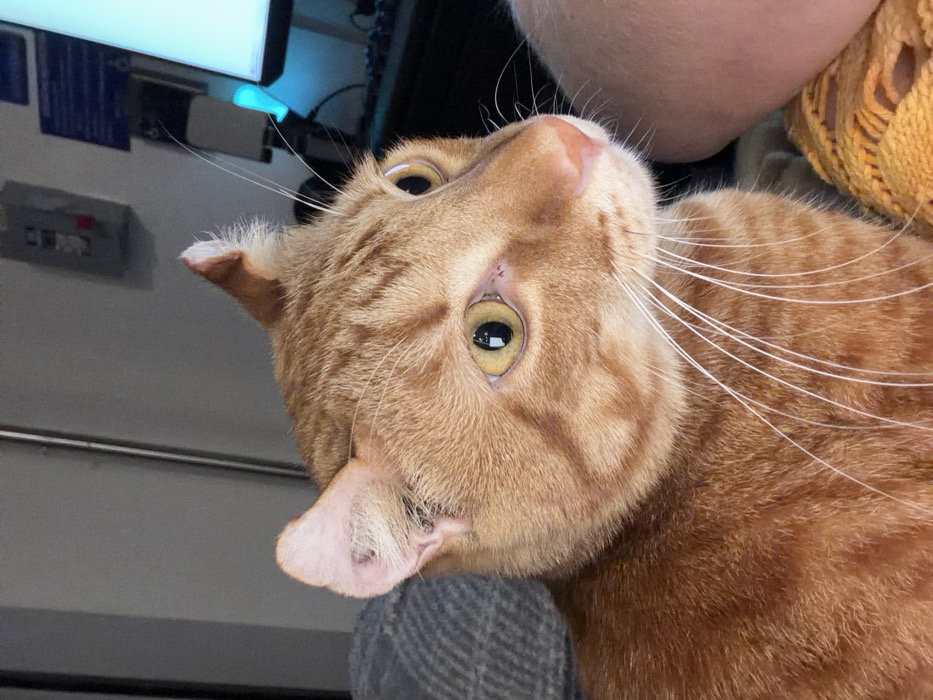 A close-up image features an orange tabby cat looking upward with wide, attentive eyes. Its fur is a mix of orange and darker stripes. Long white whiskers extend from its face. Part of the cat's ear is visible, cropped on the left side. In the background, there's a gray surface and an electronic device with a glowing blue light. A person is seated with the cat with part of their sleeve showing.