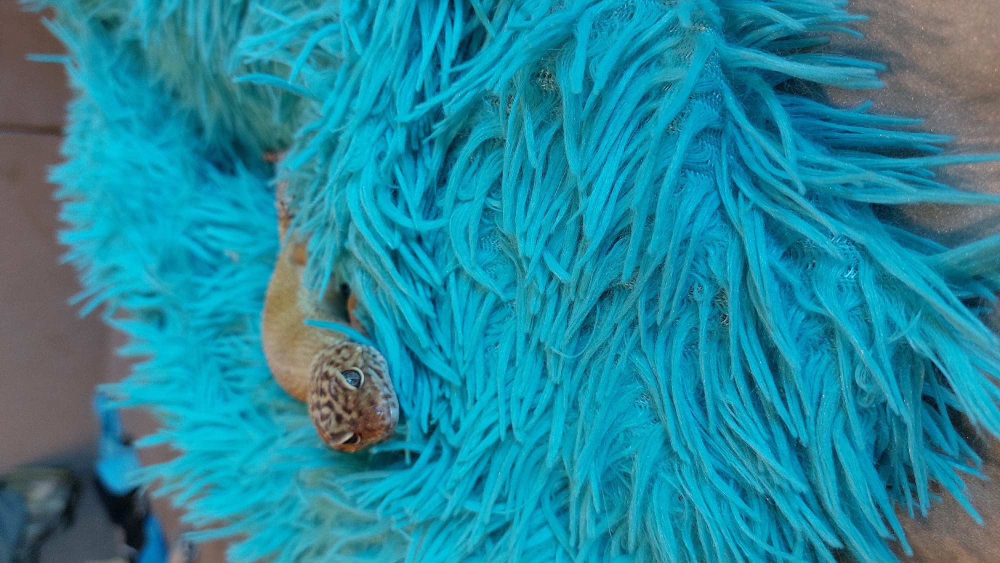 A leopard gecko is resting on a fluffy, bright turquoise blanket. The gecko's head is visible, with its patterned skin and dark eyes. The blanket's long, soft fibers create a textured background, with the gecko partially submerged in it. The lighting is soft, highlighting the gecko's features and the texture of the blanket. The scene appears to be indoors, with a blurred background that suggests a domestic setting. The city of Зелёный, Russia, is not visible or relevant to this image.