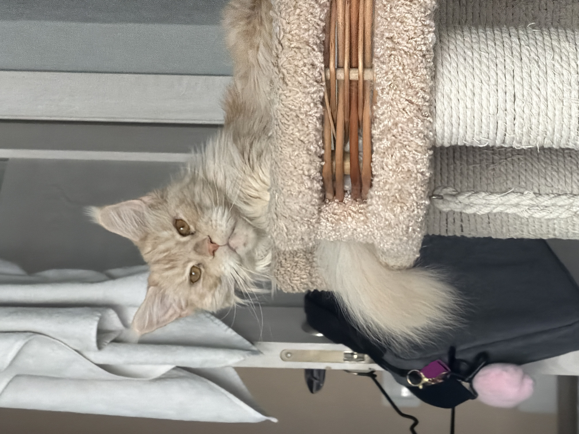 A light orange and white Maine Coon cat is lying on a beige and tan cat tree. The cat tree has a rope-covered scratching post. The cat is looking at the camera with amber eyes. The cat is lying on top of a dark gray bag. A pink pom pom is attached to the bag. There are folded white cloths in the lower left corner of the image. The location cannot be determined from the image.