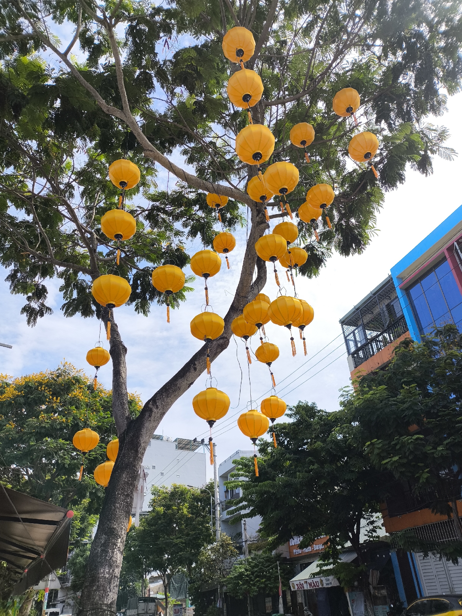 The image depicts a street scene in Da Nang, Vietnam, adorned with numerous bright yellow lanterns hanging from a large tree. The lanterns are round and appear to be made of fabric, with small tassels hanging from their bases. They are suspended at various heights along the branches of the tree, creating a festive and decorative atmosphere. The tree itself is a mature specimen with a thick, textured trunk and numerous branches covered in lush green leaves.
In the background, there are buildings that suggest an urban environment. To the right, a multi-story building with a blue facade and balconies is visible. Further back, other buildings of varying heights and architectural styles can be seen, some with awnings and signage. The sky is a pale blue with scattered white clouds. The overall impression is that of a street in Da Nang decorated for a celebration or a special occasion, possibly a market or a tourist area. There are no people visible in the frame.