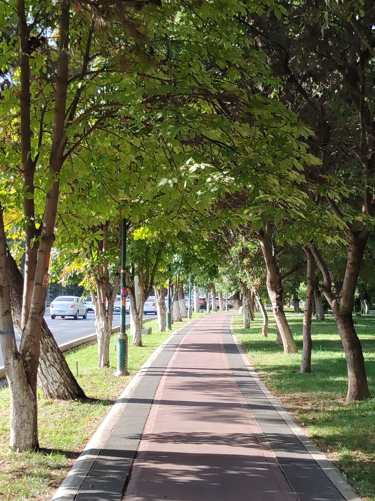 The image depicts a tree-lined pedestrian walkway and an adjacent road with cars in Tashkent, Uzbekistan. The walkway is paved with a reddish-brown surface and bordered by a darker gray material. Lush green grass covers the ground between the trees and the walkway. Sunlight filters through the leaves of the trees, casting shadows on the walkway. Several white cars are visible on the road to the left, indicating a typical urban setting. The trees are deciduous, with full green foliage, suggesting it is springtime or summer. The overall scene conveys a peaceful and pleasant urban park atmosphere, characteristic of many public spaces in Tashkent, a city known for its green spaces and tree-lined avenues.