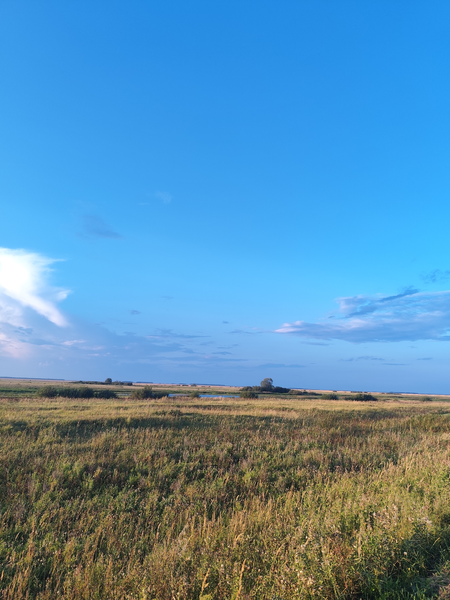A wide-angle, eye-level shot captures a vast, golden grassland under a bright blue sky with sparse clouds. The foreground is dominated by tall, dry grasses and some green foliage, suggesting a natural prairie landscape. In the mid-ground, a line of low-lying bushes and trees forms a gentle horizon, punctuated by a small body of water reflecting the sky. The sky itself is a clear, vibrant blue with a few wispy white clouds scattered across it, particularly on the left where a larger, more textured cloud formation is visible. The scene appears to be an open, undeveloped natural area, likely a steppe or wetland region. The image does not contain any people or man-made structures. The location is specified as Nikolaev Rural District, Kazakhstan.