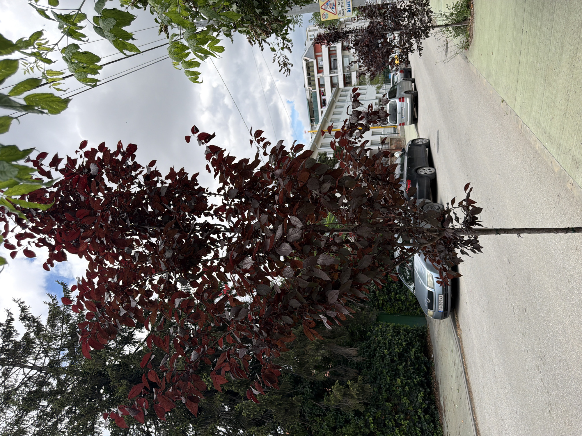 The image shows a street scene in Pazardzhik, Bulgaria. In the foreground, a small ornamental tree with dark red leaves stands on the right side of the paved road. To the left of the tree, the road runs towards buildings in the background. Several cars are parked or driving on the road. A light-colored sedan with license plate PA 6899 MA is parked on the left side of the road. Further down the road, a silver minivan and other vehicles are visible. Beyond the road, there are buildings with white and red facades, some with balconies. A lush green hedge lines the left side of the road in the middle ground. Above the trees and buildings, the sky is cloudy with patches of blue. Power lines are visible running across the sky. A yellow sign with text and symbols is mounted on a pole on the right side of the road in the background.