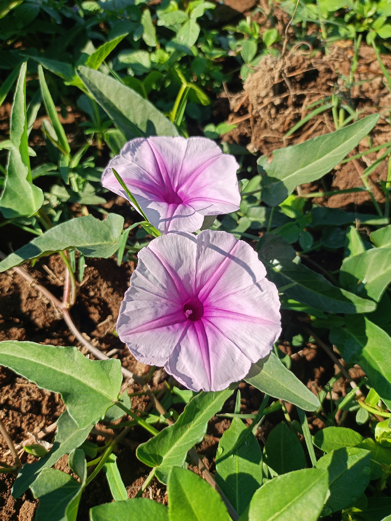 In Panduman, Indonesia, two light purple morning glory flowers bloom in a garden, their petals displaying a deeper purple hue towards the center. The flowers are surrounded by vibrant green leaves and dark brown soil. The scene is bathed in natural sunlight, casting shadows across the plants and ground.