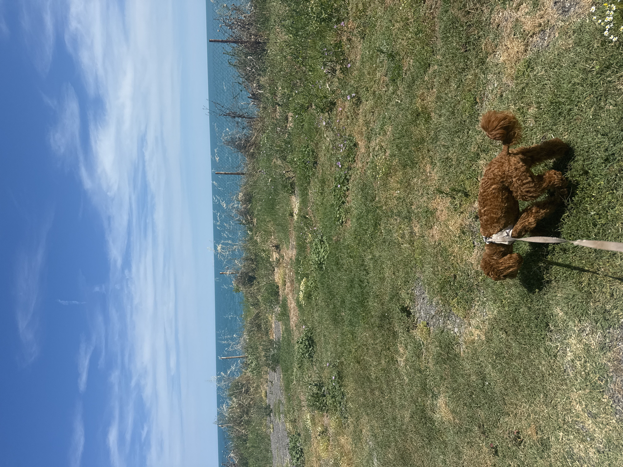 A brown poodle is lying on a grassy field, its body partially obscured by the grass. The dog is wearing a white harness. A leash is attached to the harness and extends out of frame to the right. The field is dry in some areas, suggesting it might be a warm day. In the background, the blue sea stretches to the horizon, with a clear sky above. The sky has wispy white clouds. There appears to be a fence or some sort of barrier separating the grassy field from the sea. The scene suggests an outdoor setting, possibly a park or a coastal area. The time of day appears to be daytime, given the bright sunlight and shadows. The location is Sozopol, Bulgaria.