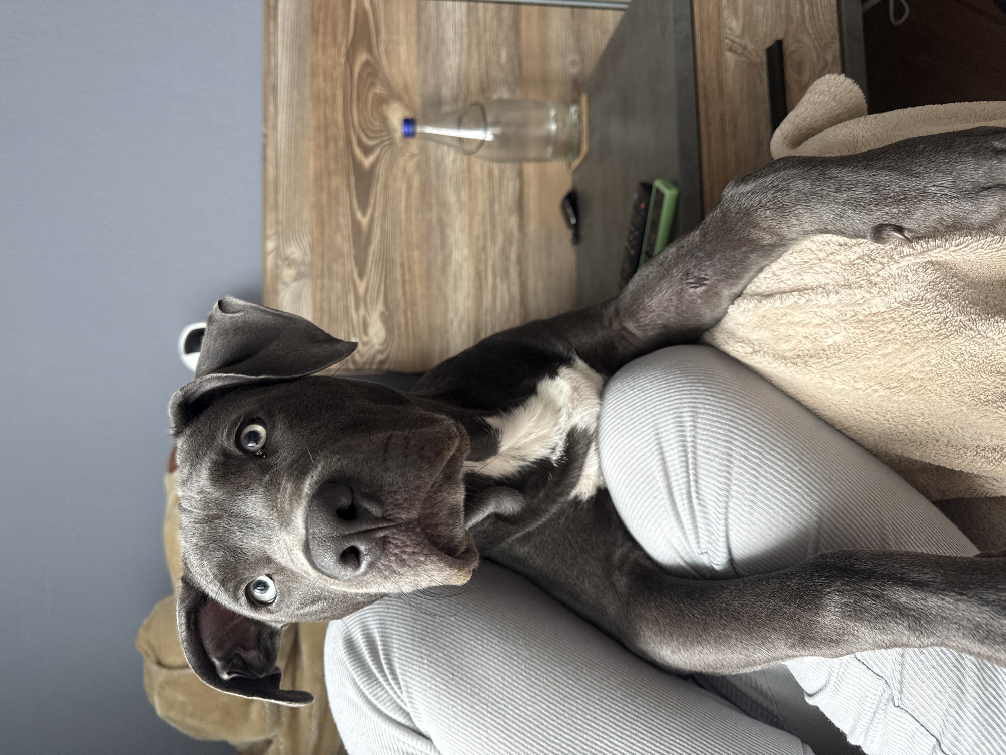 A gray and white pit bull dog lies partially on a person's lap, who is wearing light gray, striped pants. The dog is looking up at the camera with wide eyes. A beige towel is near the dog. A wooden table is visible, on top of which is a clear glass bottle with a blue cap and two black remotes. The background includes a gray wall. The location is unspecified, with no evidence linking it to the city of Varna, Bulgaria.