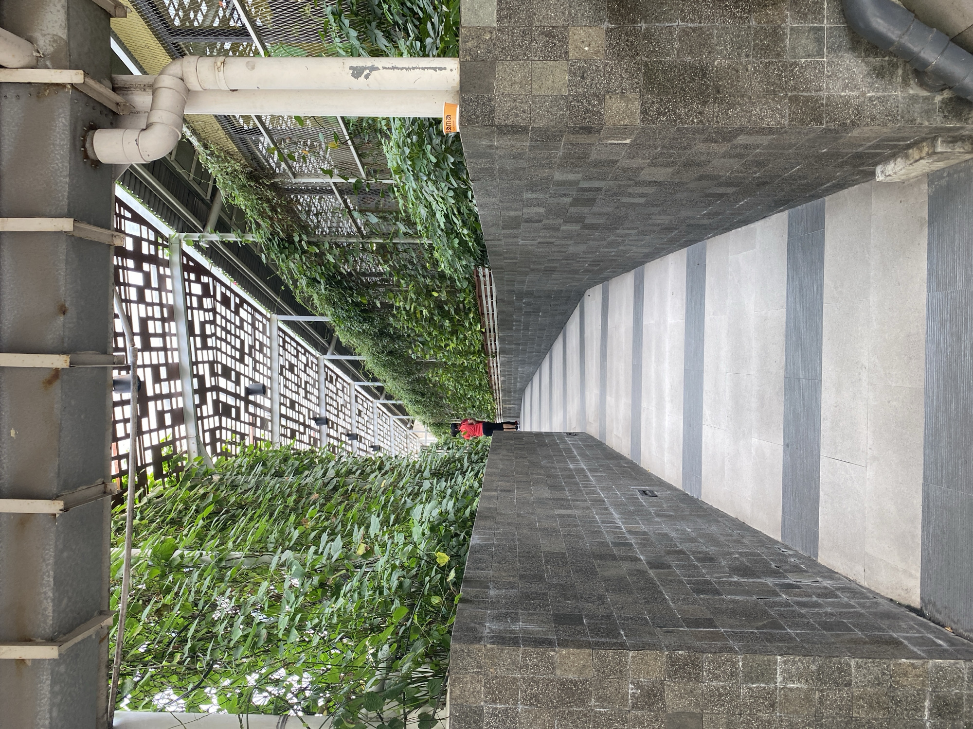 In North Jakarta, Indonesia, a person in a red shirt and dark shorts walks away from the camera down a curved pathway. The pathway is paved with alternating light and dark rectangular tiles. The pathway is bordered by low, dark gray stone walls. Lush green vines grow in vertical gardens on either side of the walls, covering netting and trellises. Overhead, a light-colored metal structure with a slatted roof provides shade. A white pipe is visible on the right side of the image, running along the wall and under the metal roof.