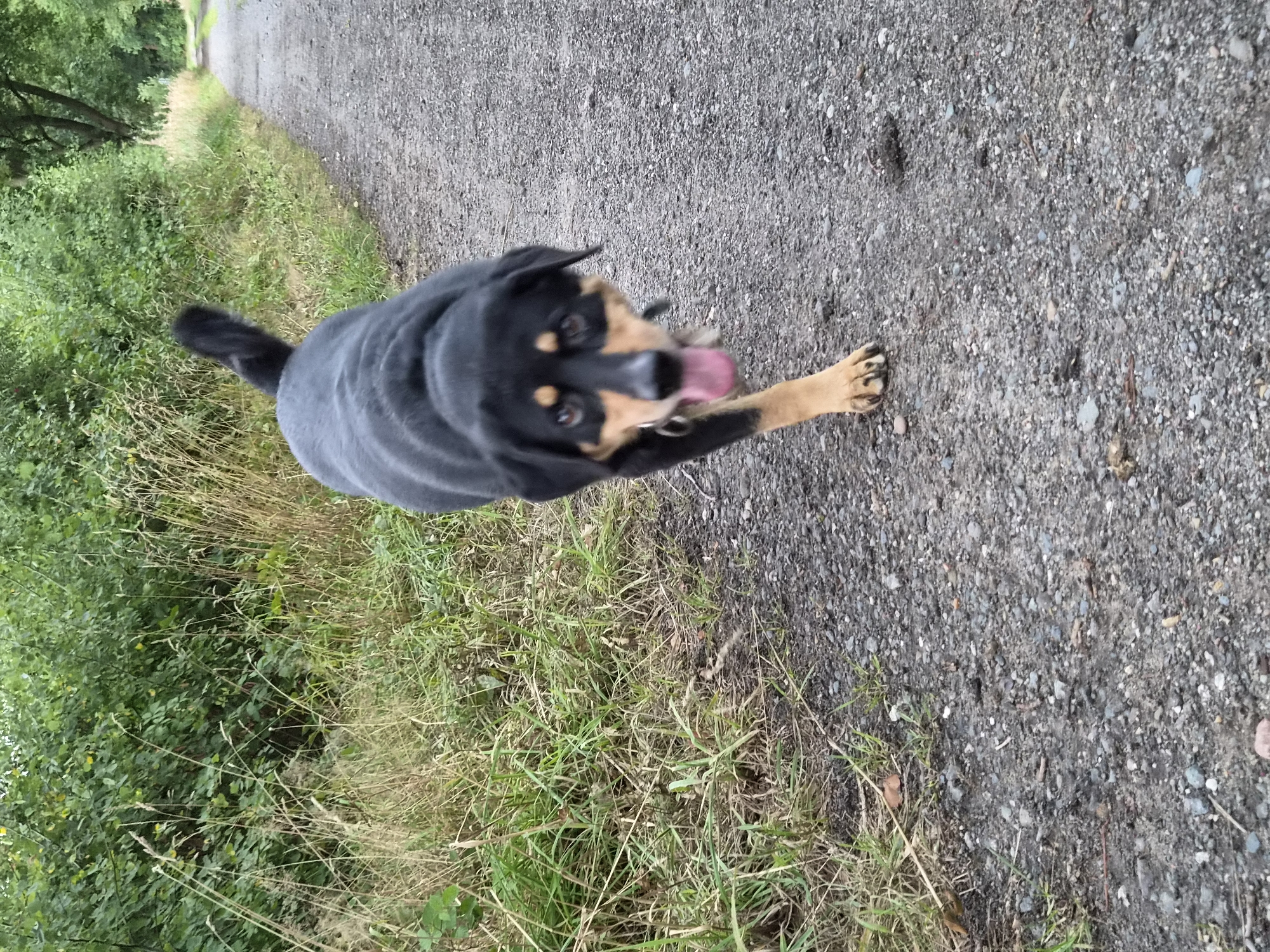 A black and tan dog with its tongue hanging out is walking on a gravel path outdoors, with lush green bushes and trees lining the path. The dog is in motion, its front right paw extended forward. The path appears to be a rural road or trail, with dry grass and some fallen leaves visible on the side. The lighting suggests it is daytime, possibly overcast. The dog is the primary subject of the image. The overall scene depicts a natural outdoor setting. The exact location within Schiffdorf, Germany cannot be determined from the image alone.