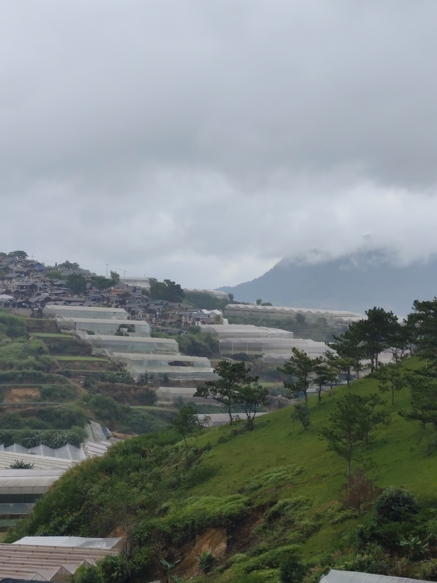 This image captures a hillside landscape in Lạc Dương, Vietnam, characterized by a mix of agricultural greenhouses and a residential area. The scene is dominated by numerous white, transparent-covered structures, likely greenhouses, that are terraced along the slopes, indicating intensive farming practices. These structures vary in size and arrangement, forming distinct agricultural plots.
Interspersed with the greenhouses, particularly higher up on the hill, is a dense cluster of houses. These homes appear to have dark roofs and are packed closely together, creating a distinct residential zone on the hillside. The architecture suggests a densely populated settlement.
The natural environment consists of green, grassy slopes with scattered trees, some of which are coniferous, resembling pine trees. The terrain is uneven, with clear terracing evident for both agricultural and residential purposes.
The sky is overcast with heavy, grey clouds, suggesting a dull or rainy day, which contributes to the muted color palette of the scene. The overall impression is one of a community actively utilizing the hilly terrain for both living and agricultural production under a cloudy sky.