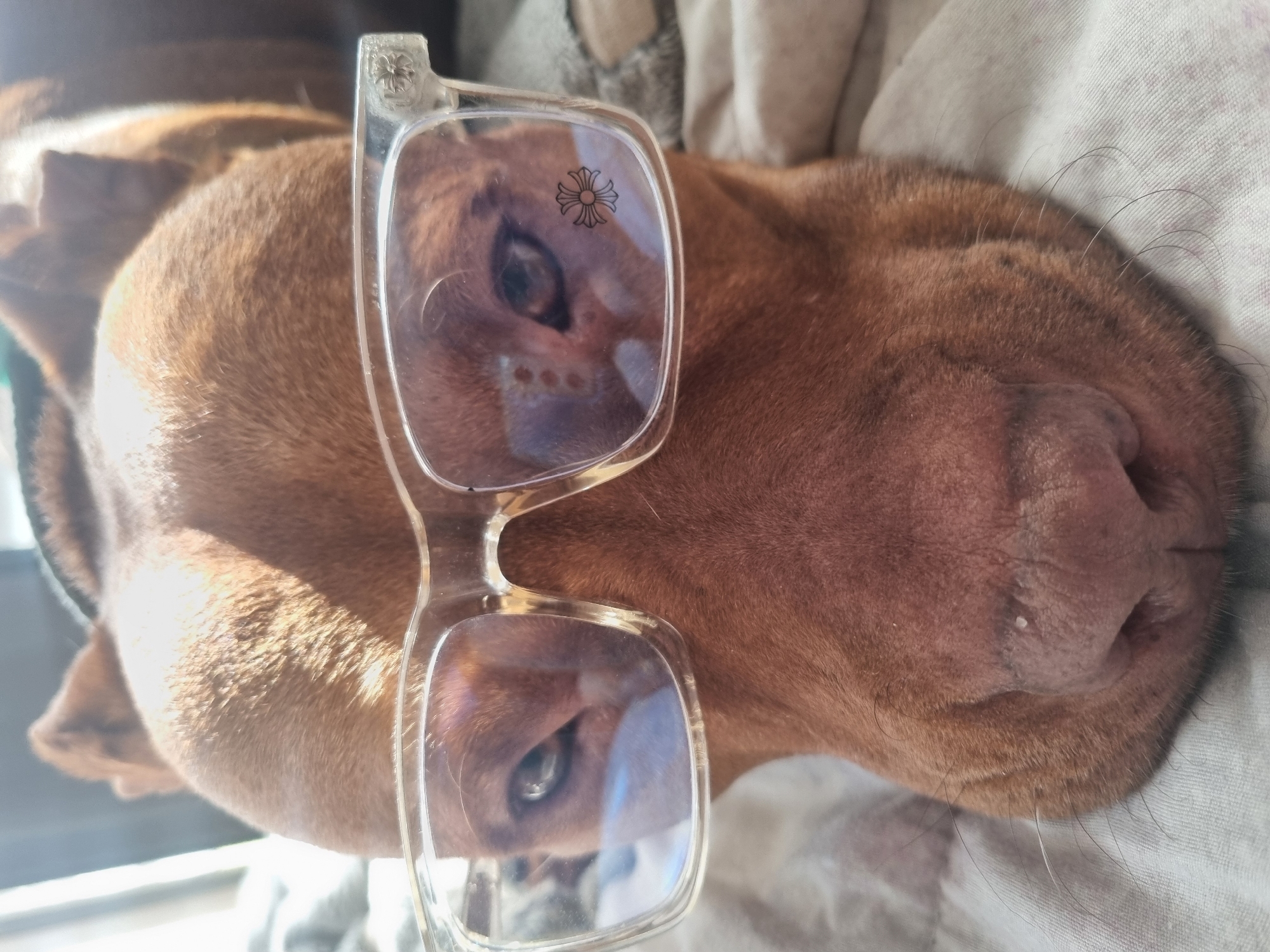 A brown dog is lying down wearing clear-framed glasses. The location is indoors, the city is unknown, and the environment seems to be a bed or resting area. The dog is the primary subject. The glasses are an object. The action is lying down or resting.