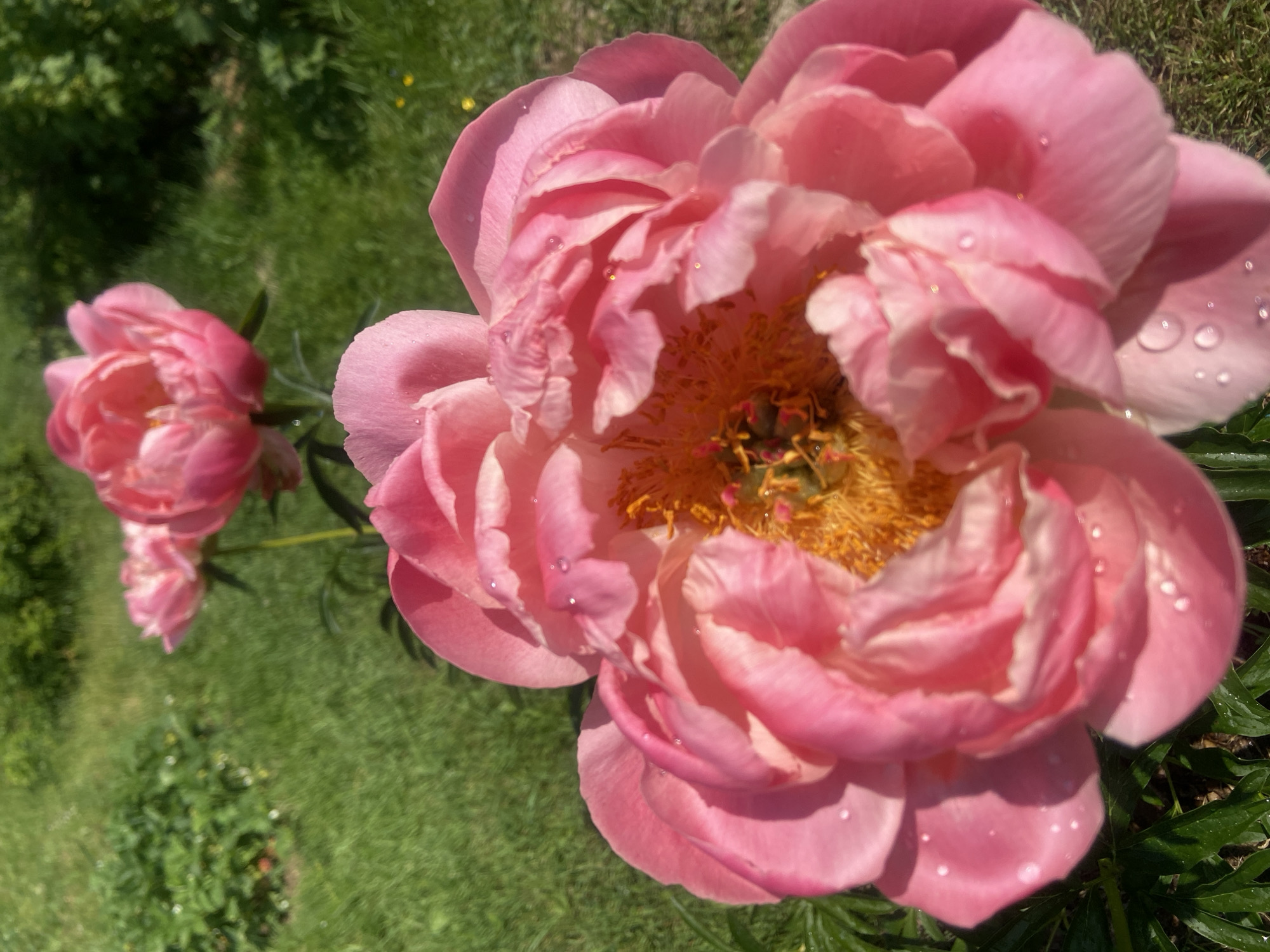A close-up, high-angle shot focuses on a blooming pink peony flower in a garden. The peony, with its delicate, layered petals, is the primary subject, with dew drops glistening on its surface. In the background, another partially visible peony and lush green grass are present. The image appears to be taken in a natural setting, possibly a residential garden. The location in Kostiunino, Russia, is not directly evident from the visual elements alone. The scene is peaceful and highlights the beauty of the flower.