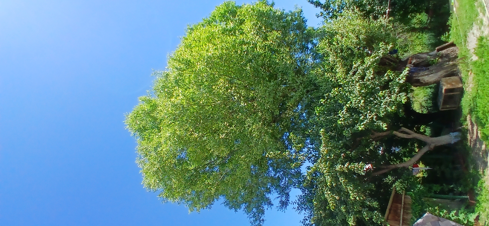 A large, leafy tree with vibrant green foliage stands tall against a clear, bright blue sky. The tree's canopy is full and rounded, with sunlight filtering through the leaves, creating a dappled effect. At the base of the tree, the trunk is thick and substantial, with some visible roots. To the left of the main tree, a smaller tree with lighter bark is visible, its branches extending outwards. In the background, there is dense green vegetation, suggesting a natural or park-like setting. The ground appears to be covered with grass and some dirt pathways. There are also some wooden structures or objects partially visible near the base of the trees, one of which resembles a wooden box or cage. The overall scene depicts a serene outdoor environment on a sunny day. This location is the city of Mihaylovka, Kyrgyzstan.