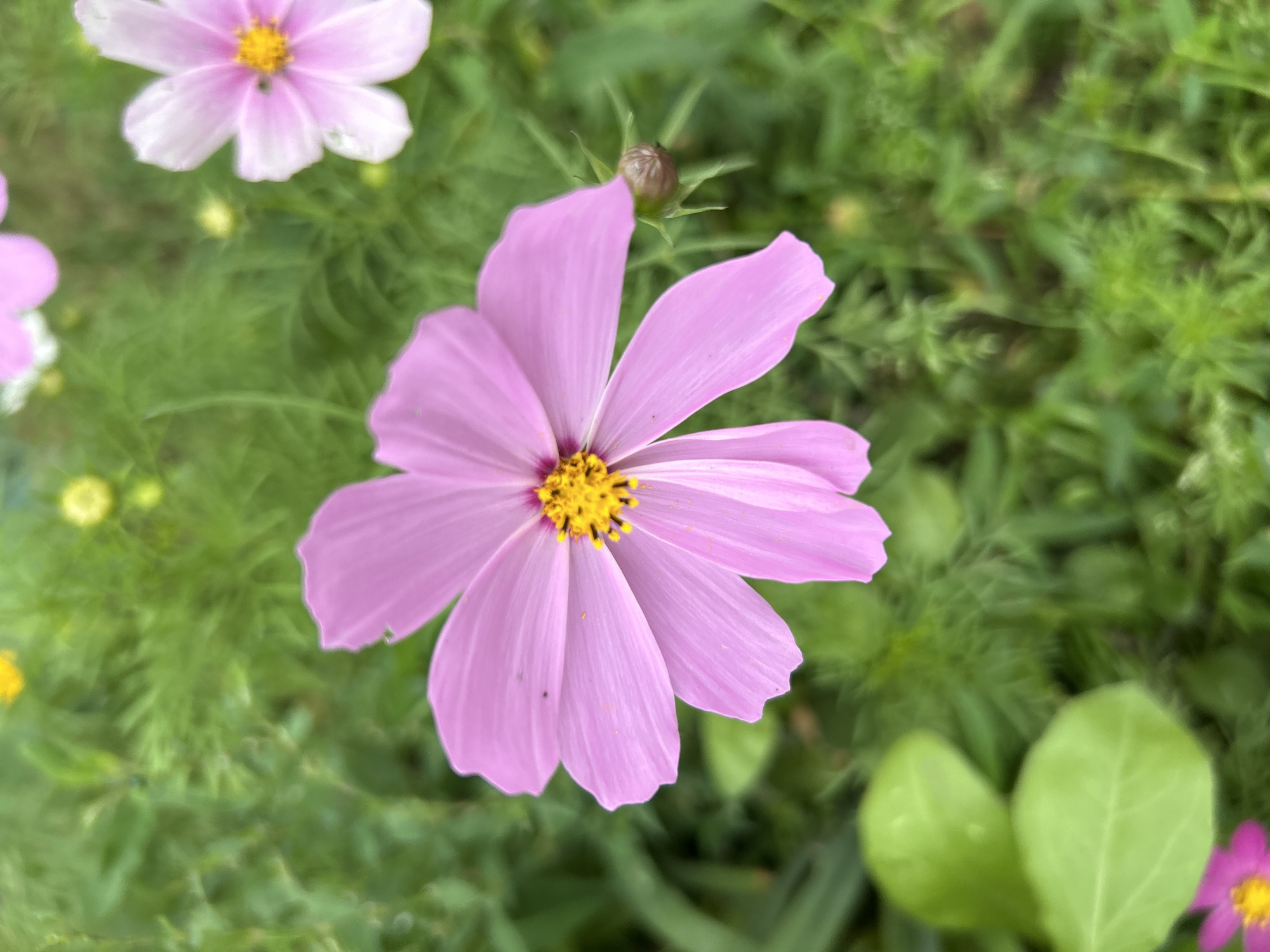 A close-up, vertical shot focuses on a single, large pink cosmos flower with delicate, slightly ruffled petals. The center of the flower is a vibrant yellow, speckled with black. The background is a blur of green foliage, suggesting a garden setting. Hints of other pink and yellow flowers are visible in the soft focus. A small, unopened bud is nestled to the right of the main flower. The lighting appears natural, possibly diffused sunlight, casting a soft glow on the petals. There are no people or animals present. The overall impression is one of natural beauty and tranquility. The location in Moskovskiy, Russia is not discernible from the image itself.