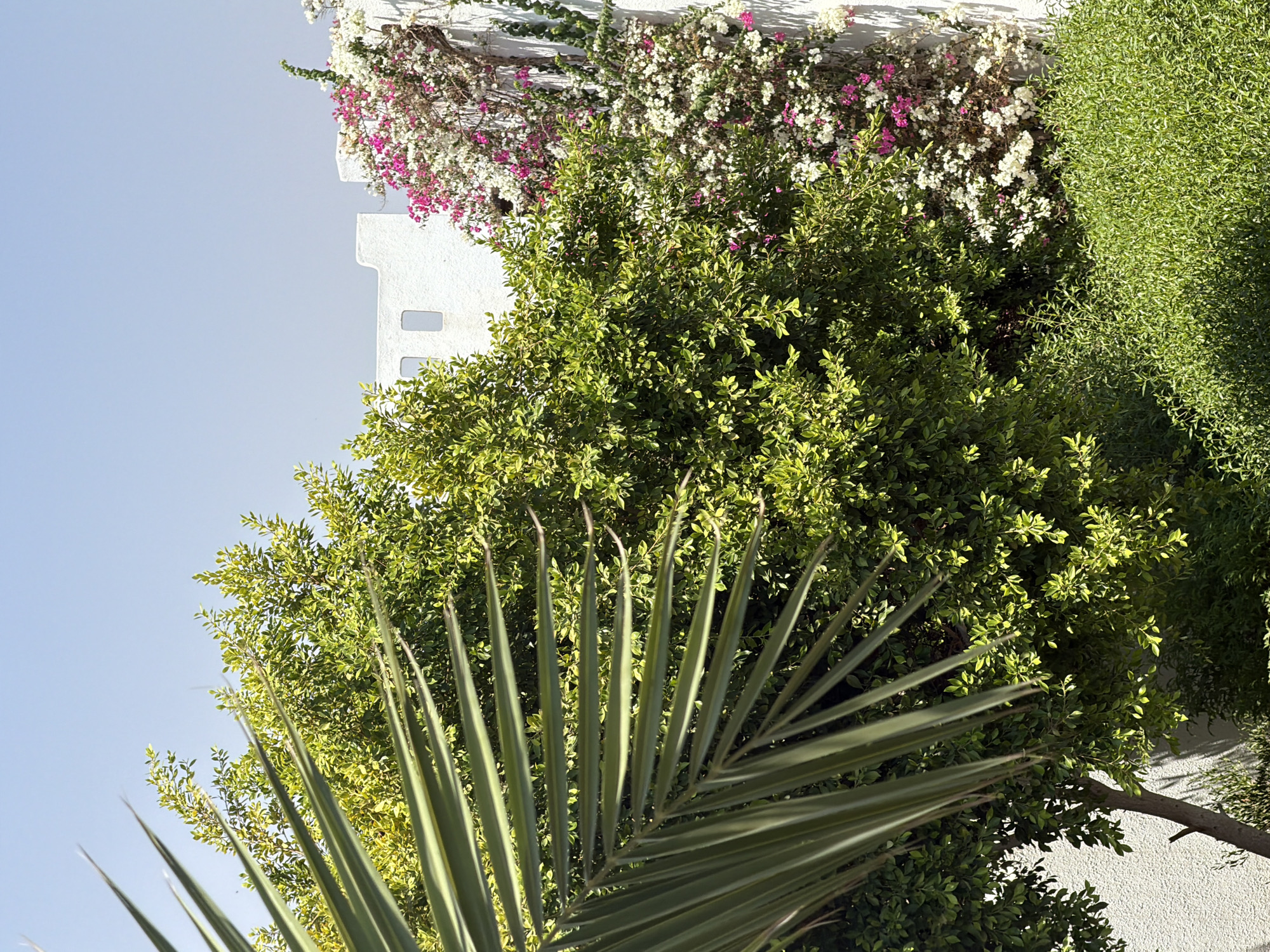 The image depicts a vibrant garden scene with lush green foliage and colorful flowering plants against a backdrop of a white, textured wall and a clear blue sky. In the foreground, the broad, spiky leaves of a palm frond extend from the left side of the frame, partially obscuring a dense green tree with smaller leaves. To the right, the white wall is adorned with a profusion of bougainvillea flowers in shades of bright pink and white, cascading down its surface. A smaller, bushy green plant is visible at the bottom of the frame. The wall itself features architectural details, including two rectangular openings, suggesting a building structure. The overall impression is of a sunny day in a well-maintained outdoor space, likely in a warm climate. This type of scenery is characteristic of gardens and outdoor areas in resort towns and residential areas of Sharm El Sheikh, Egypt, known for its tropical vegetation and whitewashed architecture.