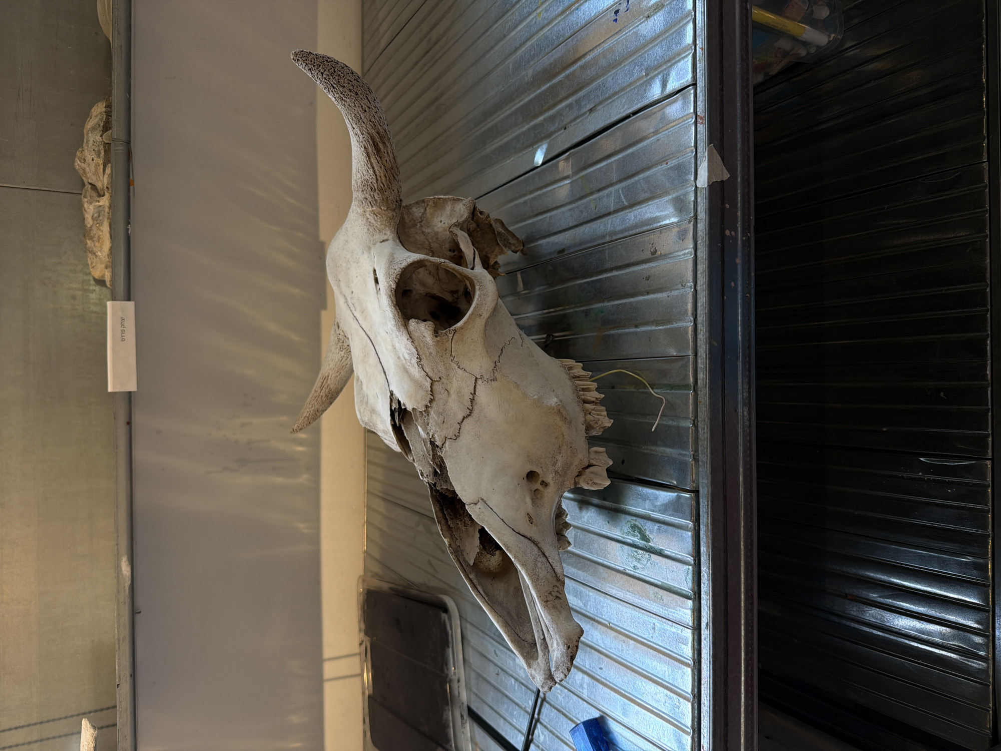 A weathered, light-colored cow skull with horns lies on a metallic, ribbed shelf. The skull is positioned facing left, with its empty eye sockets and teeth visible. The shelf appears to be part of a display or storage unit, with other shelves visible above and below, also made of ribbed metal. The background consists of a pale, textured wall and a darker, ribbed surface below. A small white label with text in Hebrew is visible on the upper shelf to the right of a rocky object. The lighting is diffuse, casting subtle shadows and highlights on the skull and the metallic surfaces. The scene appears to be indoors, possibly in a museum, educational institution, or an artist's studio.