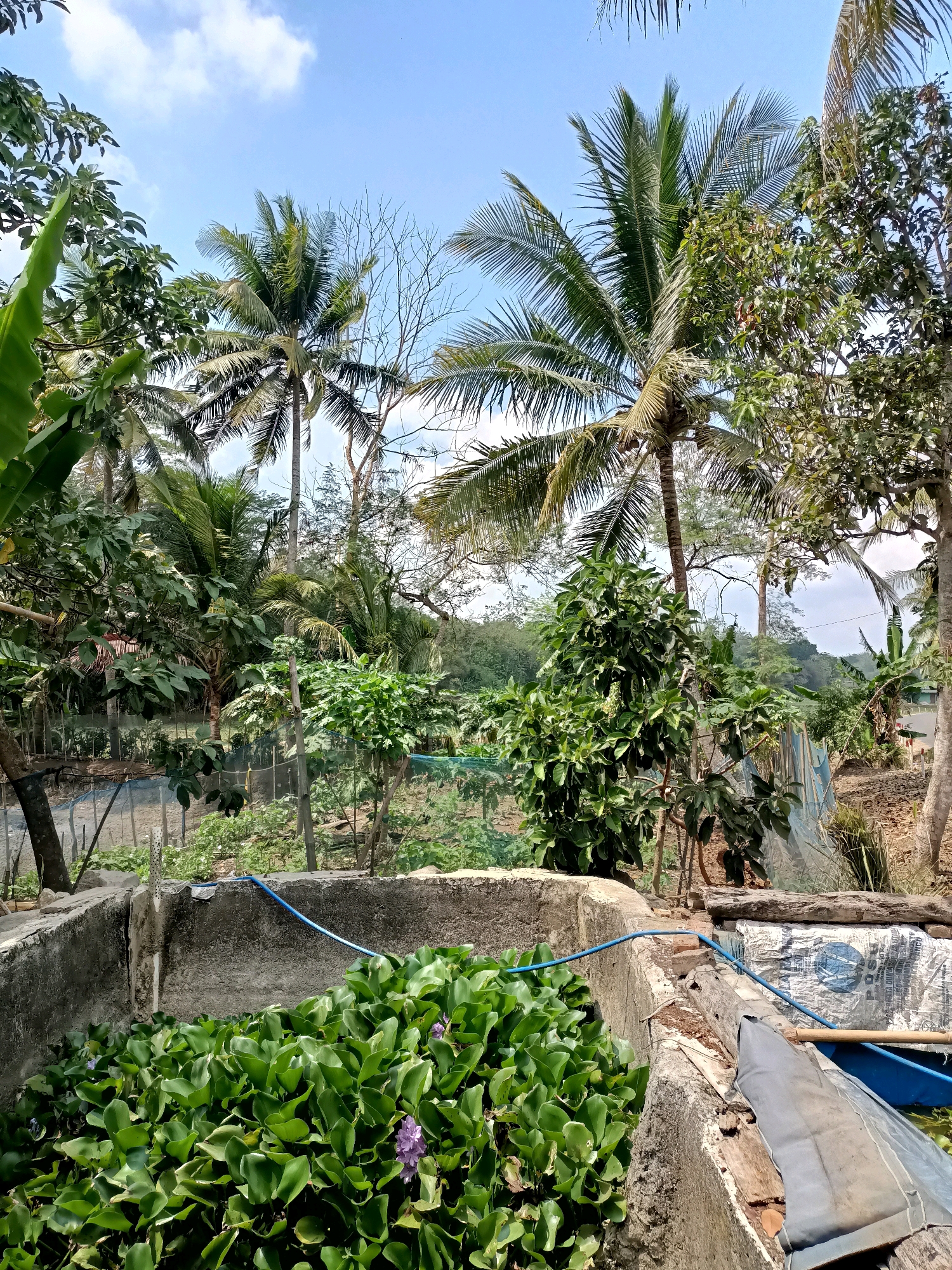 The image shows a lush green outdoor scene in Mangunjaya, Indonesia. In the foreground, a concrete structure, possibly a pond or water feature, is filled with abundant green water hyacinths, with two delicate purple flowers visible among the leaves. A blue hose snakes across the edge of the concrete. Behind this, a garden or farm area is visible, with rows of plants and some netting. Tall palm trees dominate the background, with their fronds reaching towards a bright blue sky with scattered white clouds. Other trees and foliage fill the midground, creating a dense, tropical environment. The overall impression is one of a rural or semi-rural setting with abundant natural growth.