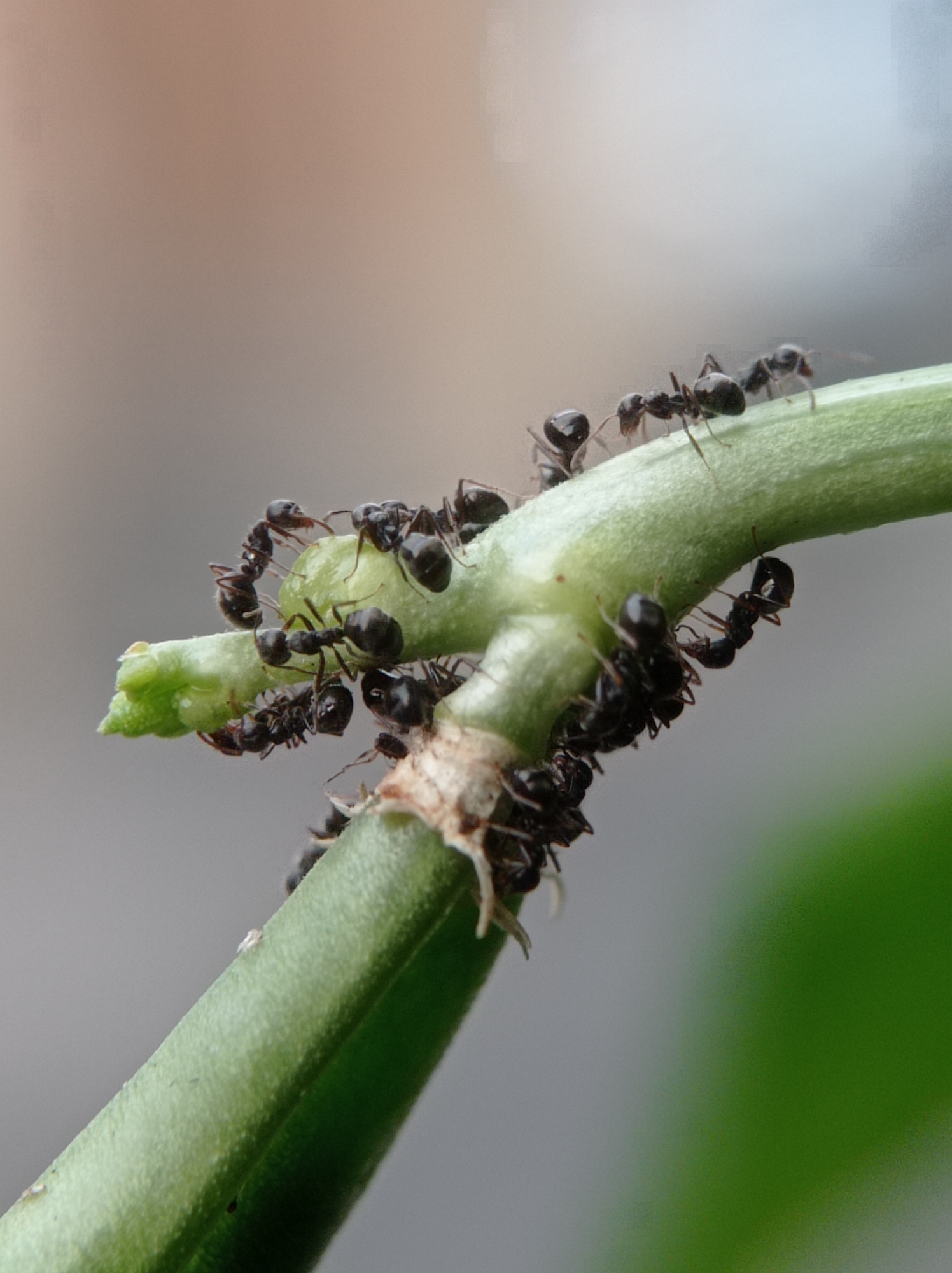 In Mulyoagung, Indonesia, a macro photograph captures a cluster of black ants actively swarming on a thin, green plant stem. The ants are densely packed, some appearing to feed or engage with each other. The stem is positioned diagonally across the frame, with a soft, blurred background of neutral tones and a hint of green on the right side. The ants are in sharp focus, highlighting their segmented bodies and antennae.