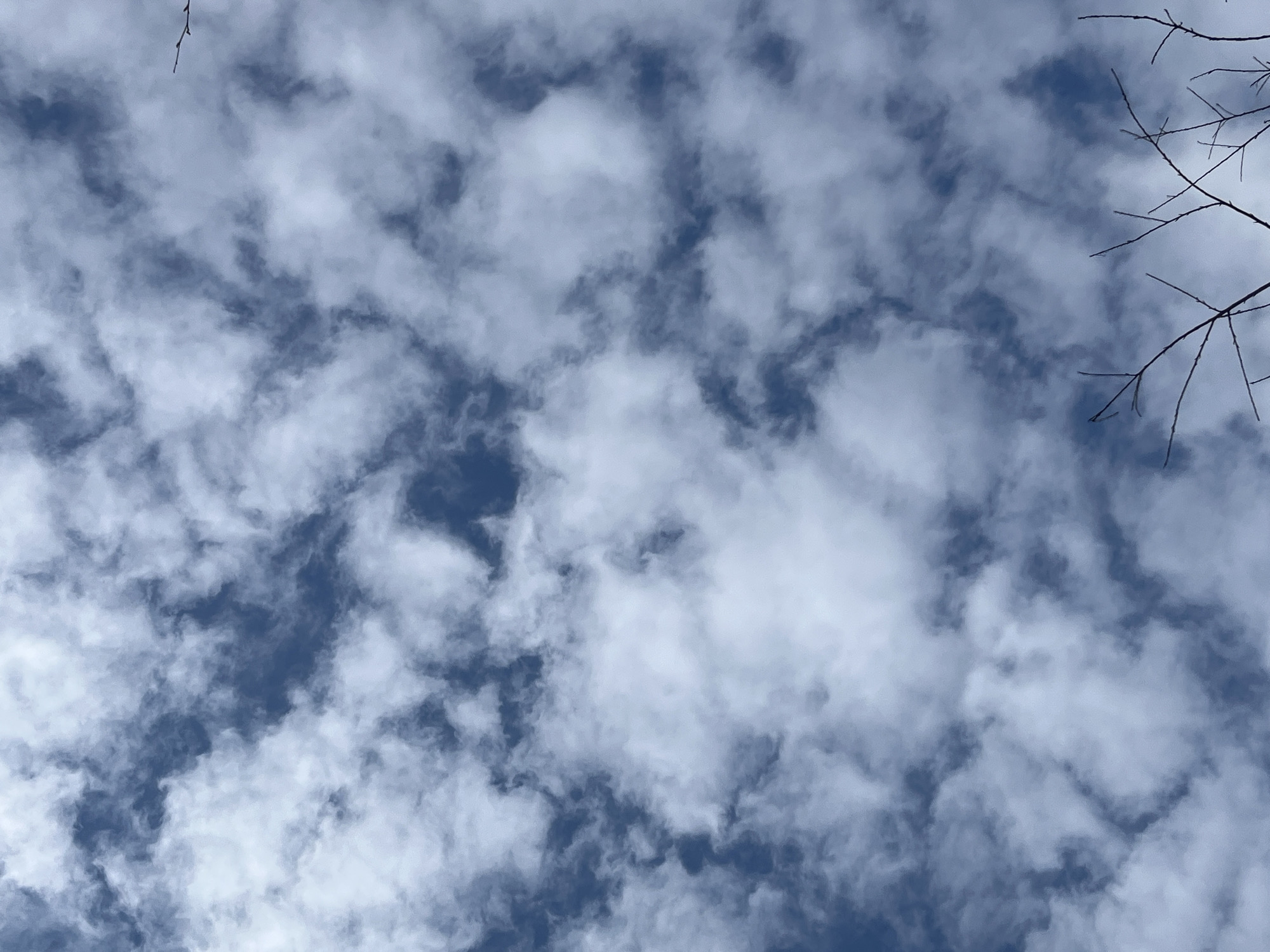 The image shows a sky filled with altocumulus clouds, with patches of blue visible between them. In the upper right corner, there are bare tree branches. The location is unspecified but the prompt indicated Krasnoyarsk, Russia, so it can be assumed this is the location.