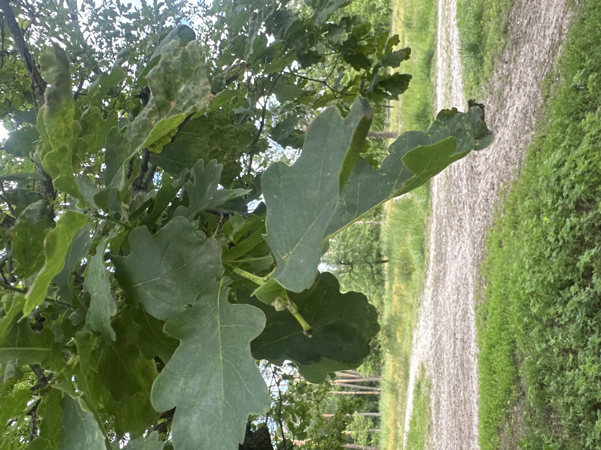 A close-up shot captures the underside of oak leaves hanging from a branch. The leaves are a deep green with some areas showing lighter green or brown discoloration, possibly due to age or disease. In the background, a dirt path winds through a grassy area with scattered trees. The lighting suggests it is daytime. There are no people or specific identifiable landmarks in the image.