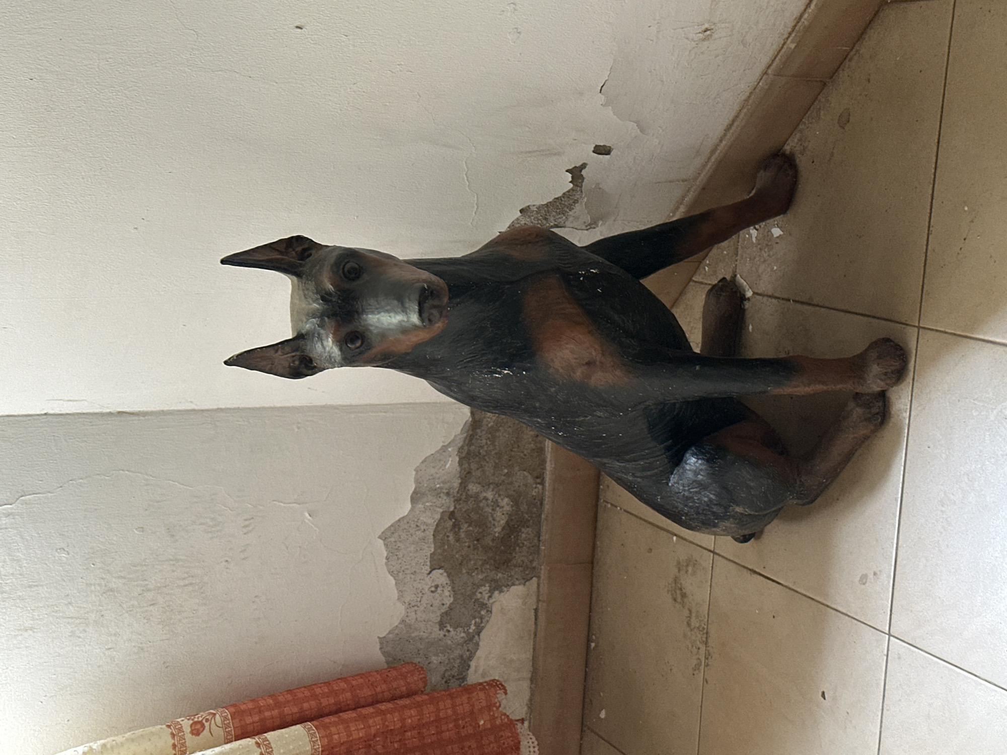The scene depicts an interior room in Juan Griego, Venezuela, featuring a Doberman Pinscher statue. The statue, positioned in the lower-center of the frame, is depicted seated, facing directly forward with alert, erect ears. It has a dark brown or black coat with tan or rust-colored markings on its muzzle, chest, and legs. The statue appears weathered, with some visible surface dust or grime.
The room's environment indicates disrepair. The walls are painted an off-white color, with extensive peeling paint and plaster damage, particularly in the lower sections, exposing a darker, rougher substrate beneath. Vertical cracks and uneven textures are visible on the wall surfaces. A light-colored curtain, featuring an orange or red patterned border and lace trim, is visible on the far left, partially pulled back. The floor is composed of light-colored square tiles with visible dirt, dust, and dark stains, particularly near the wall and beneath the statue. A dark brown baseboard runs along the junction of the wall and floor, also showing signs of wear and accumulation of dirt. No people are present.