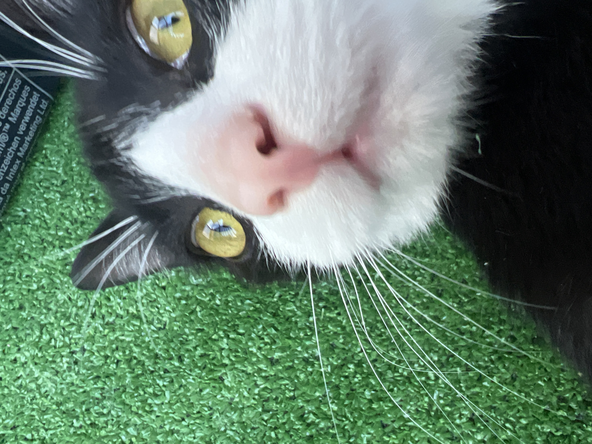 The media file presents an extreme close-up, upside-down portrait of a black and white cat's face. The cat's large, bright yellow eyes, with vertical dark pupils, are prominent and gaze directly into the camera, showing reflections of the surroundings. Its delicate pink nose and muzzle, covered in soft white fur, dominate the center of the frame. Numerous long, white whiskers extend from both sides of its face, fanning out towards the edges of the image. The cat's black fur outlines its head, contrasting sharply with its white markings.
The background features a textured artificial green grass surface, implying an outdoor or recreational setting. On the upper left side of the frame, a black object is partially visible, bearing white text. Identifiable phrases include "derechos," "®/™ Marques," "eichen verwendet," and "da Intex Marketing Ltd.", clearly indicating branding associated with Intex Marketing Ltd.
The bright, even lighting suggests the photograph was taken during the daytime. The cat's expression is one of curiosity and alertness, captured in a unique, inverted perspective. The overall scene conveys an intimate and slightly playful moment. The provided location context for this image is Saint Petersburg, Russia.