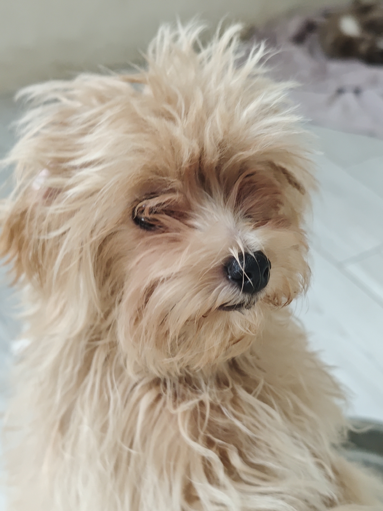An outdoor medium shot captures a close-up of a small, tan-colored, fluffy dog with its head angled slightly to the right. The dog's fur is unkempt and appears slightly wet. The dog's eyes are partially closed, and its dark nose is visible with a few stray hairs. The background is blurred, showing hints of a light-colored floor and what might be a patterned surface behind the dog. The lighting is soft, and the overall mood is casual.