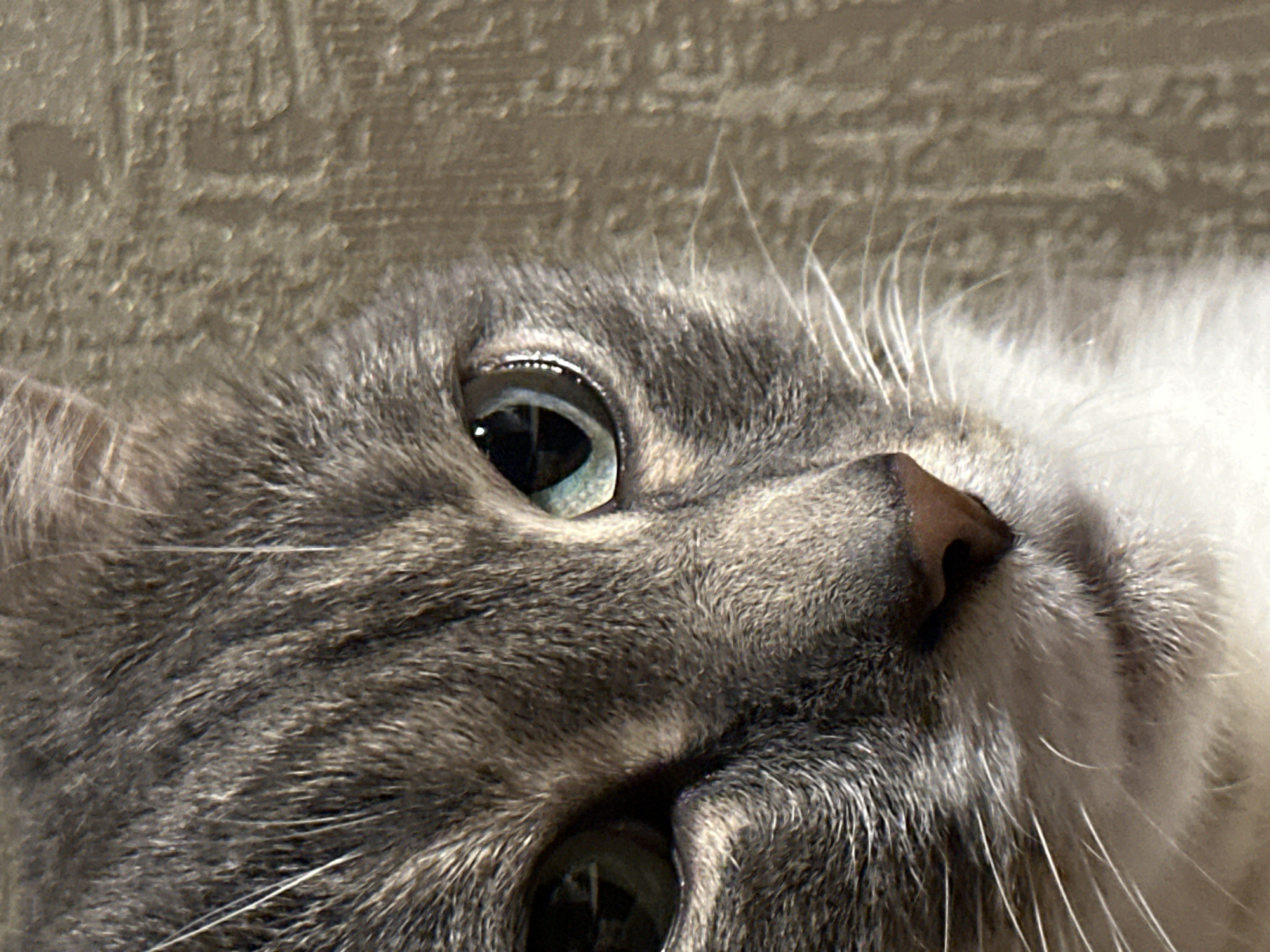 This is a close-up, high-angle, eye-level shot of the right side of a grey tabby cat's face. The cat's fur is detailed, showing a mix of dark grey and lighter grey stripes. The cat's eye is partially visible and appears to be a light green or teal color. The pupil is a dark black slit. The cat's nose is a light brown. The background is out of focus and appears to be a textured, neutral-colored wall with subtle shadows. There is no indication of a specific location within a city.