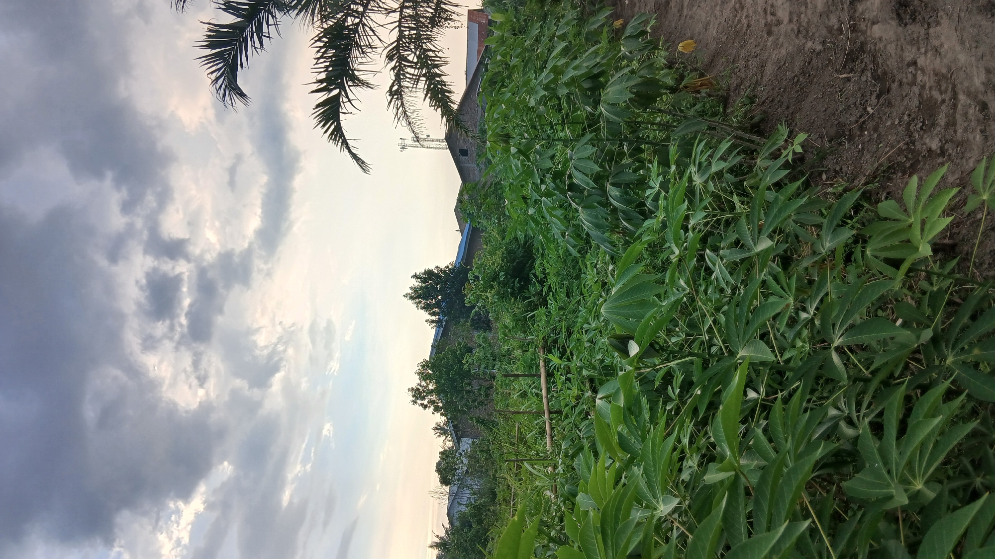 The image depicts a rural landscape with lush vegetation and structures in the background. The foreground is dominated by a dense field of green plants, likely cassava, with large, lobed leaves. A dirt path runs along the right side of the frame, bordering the field. In the midground and background, several buildings with blue and red roofs are visible, interspersed with trees and foliage. A tall telecommunications tower can be seen in the distance, to the right of the buildings. A palm frond is visible in the upper right corner of the image. The sky is overcast with dramatic clouds, suggesting either dawn or dusk. The scene appears to be in Klambir Lima Kebun, Indonesia, a location characterized by its agricultural surroundings and the presence of both natural and man-made elements. There are no people or animals visible in the image.
