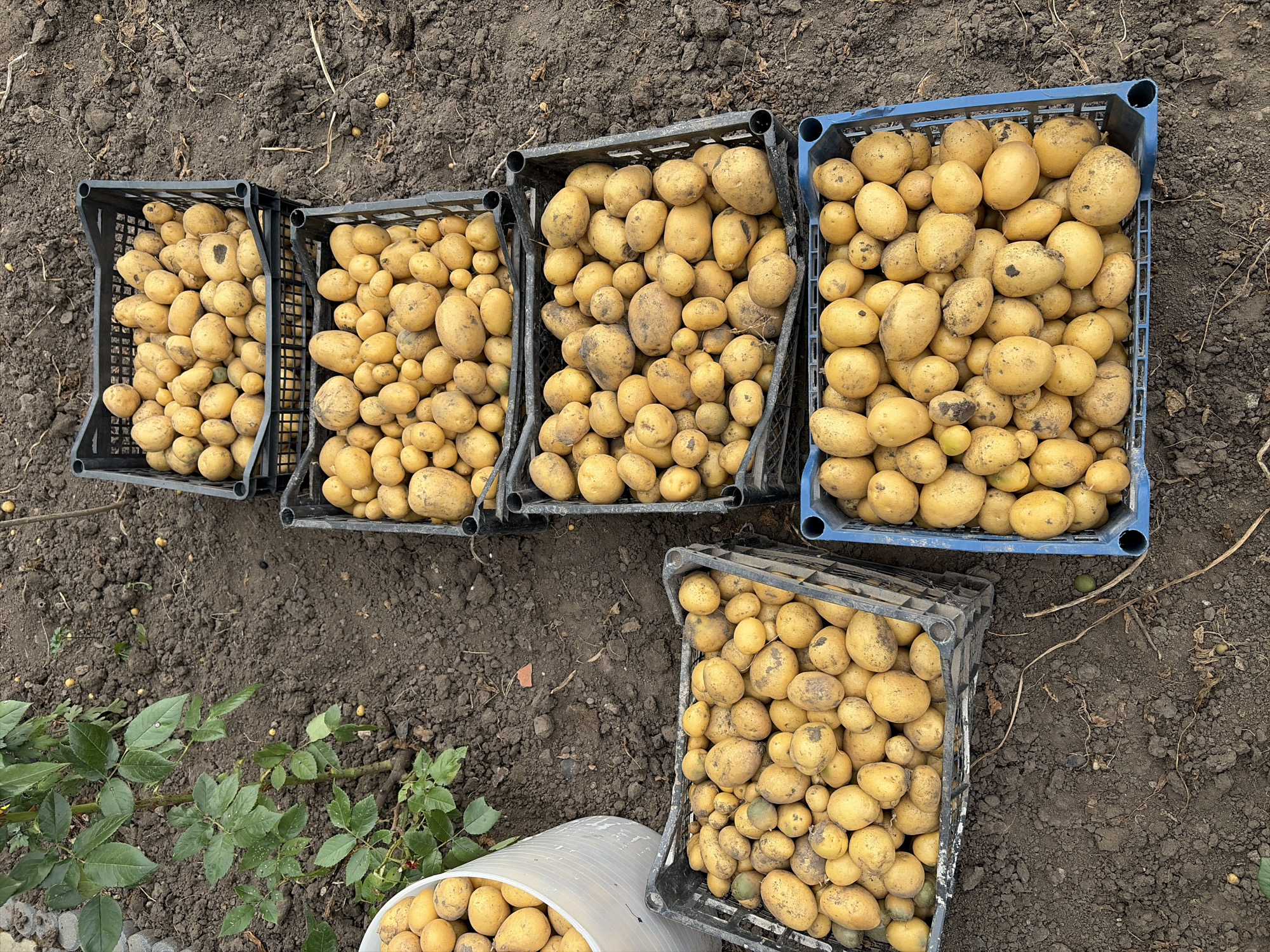 The image depicts a harvest of potatoes laid out on dark soil, likely in a garden or agricultural setting. Several black plastic crates and one white bucket are filled with freshly dug potatoes. The potatoes vary in size and color, appearing mostly yellow with some dirt clinging to them. A leafy green plant, possibly a rose bush, grows to the left of the crates. The ground is composed of soil with scattered dry leaves and twigs. The scene is outdoors and appears to be in a rural or semi-rural environment. The image is a still photograph taken from a slightly elevated, angled perspective.