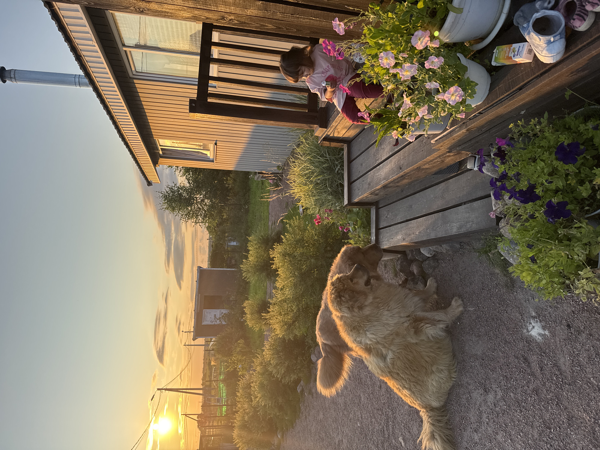 The image depicts a scene in the city of Kempelevo, Russia, during sunset. Two large dogs are situated on a gravel path in the foreground. A young girl, dressed in a pink shirt and red pants, is seated on the wooden steps of a house. She is holding a pink object. Several potted plants with pink and purple flowers are visible on the steps and the ground. The house has light-colored siding and a dark-colored roof with a metal chimney. In the background, there are additional structures, trees, bushes, and power lines, with the sun setting on the left side of the frame, casting a warm golden light over the landscape.