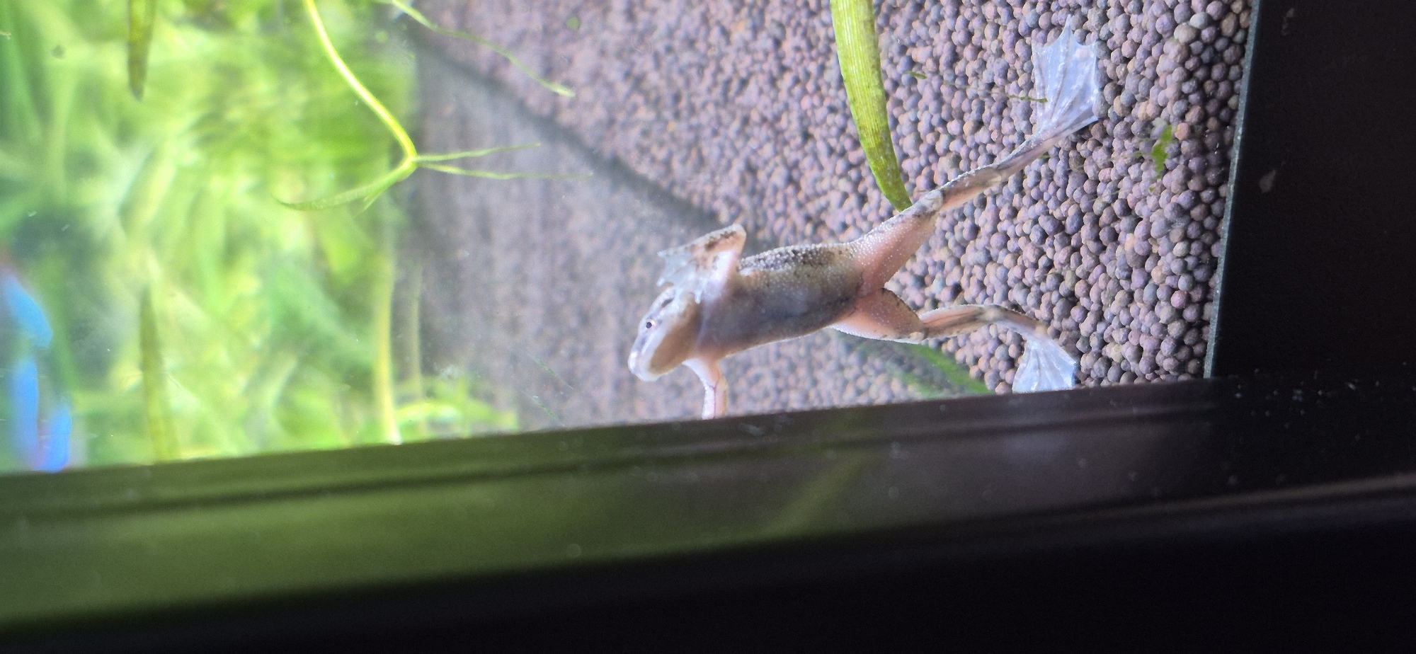 A frog is clinging to the side of an aquarium. The frog is light brown with darker speckles and has webbed feet. It is positioned vertically, with its head facing upwards and its body angled slightly to the right. The aquarium substrate is composed of small, dark, rounded pebbles. Green aquatic plants are visible in the background, and the water is clear. A portion of the black aquarium frame is visible on the left side of the image. The image does not provide any information about the city of Ussurijsk, Russia.