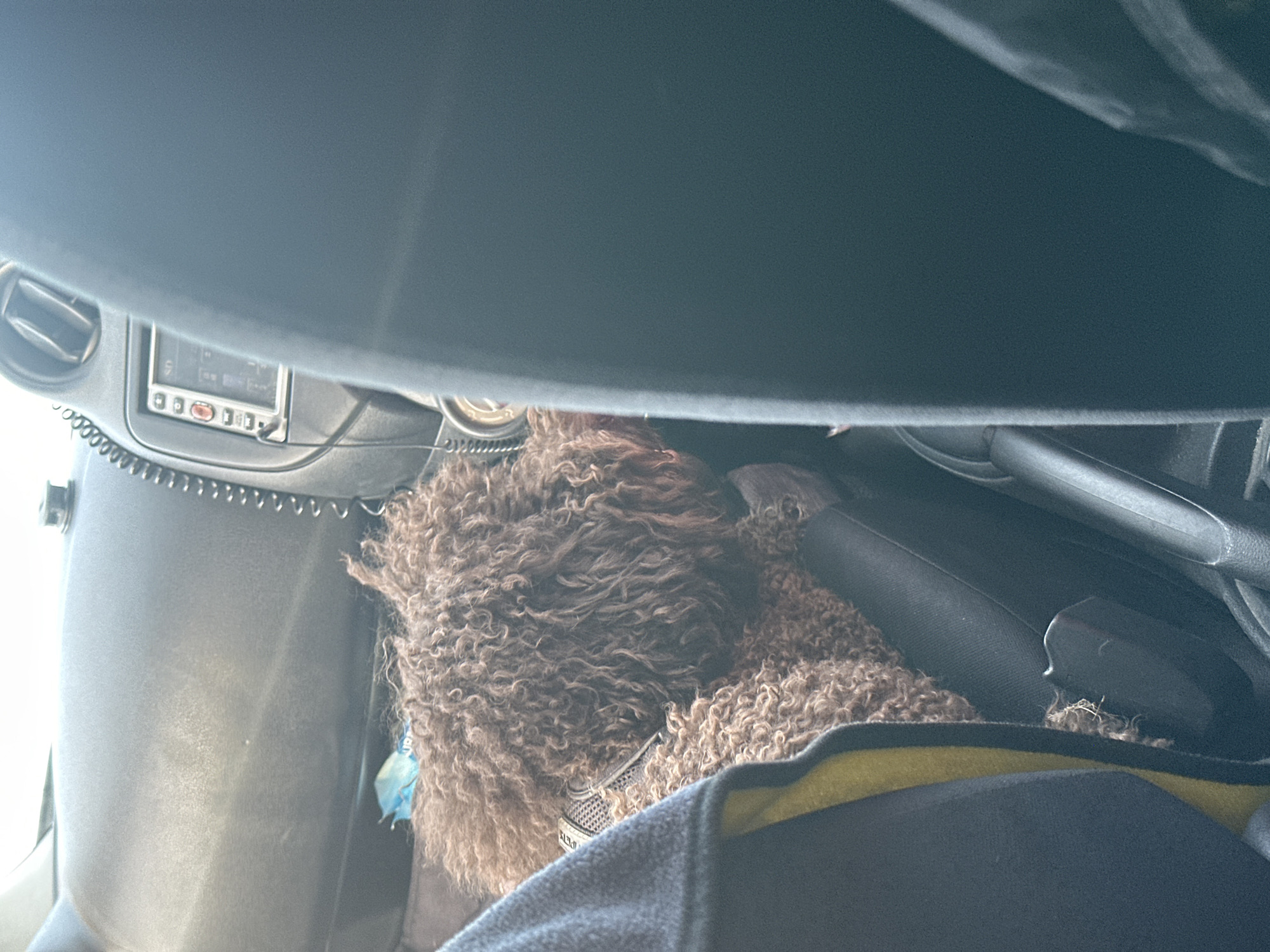 This image depicts a dog lying down inside a car. The dog has curly brown fur and appears to be resting. It is partially obscured by a dark gray car dashboard and a blanket or car seat cover that is dark blue with a yellow stripe. The car's interior is visible, including a vent on the left side and a car stereo system with buttons and a small screen. Some wires are visible near the stereo. A small blue object, possibly a toy or tag, hangs from the dog's collar. The lighting suggests it is daytime, and the interior of the car is somewhat dusty. The scene appears to be within a vehicle, implying travel or a waiting period. There is no visible text in the image.