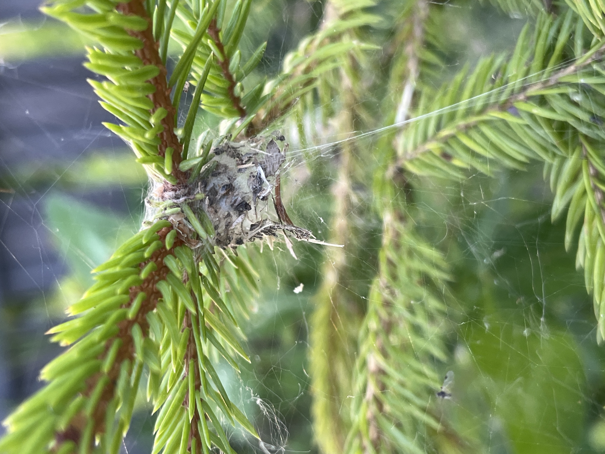 In Il'ino, Russia, a macro photograph captures a hummingbird nest meticulously constructed on a fir tree branch. The nest, a small, delicate cup of gray and white materials, is suspended amidst the vibrant green needles of the fir. Thin, translucent spiderwebs are intricately woven around the nest and branch, catching the light and adding a layer of ethereal texture to the scene. The background is softly blurred, hinting at further foliage and creating a shallow depth of field that emphasizes the intricate details of the nest and its natural surroundings. There are no people or animals directly visible in the image, but the presence of the nest and webs suggests ongoing natural activity.