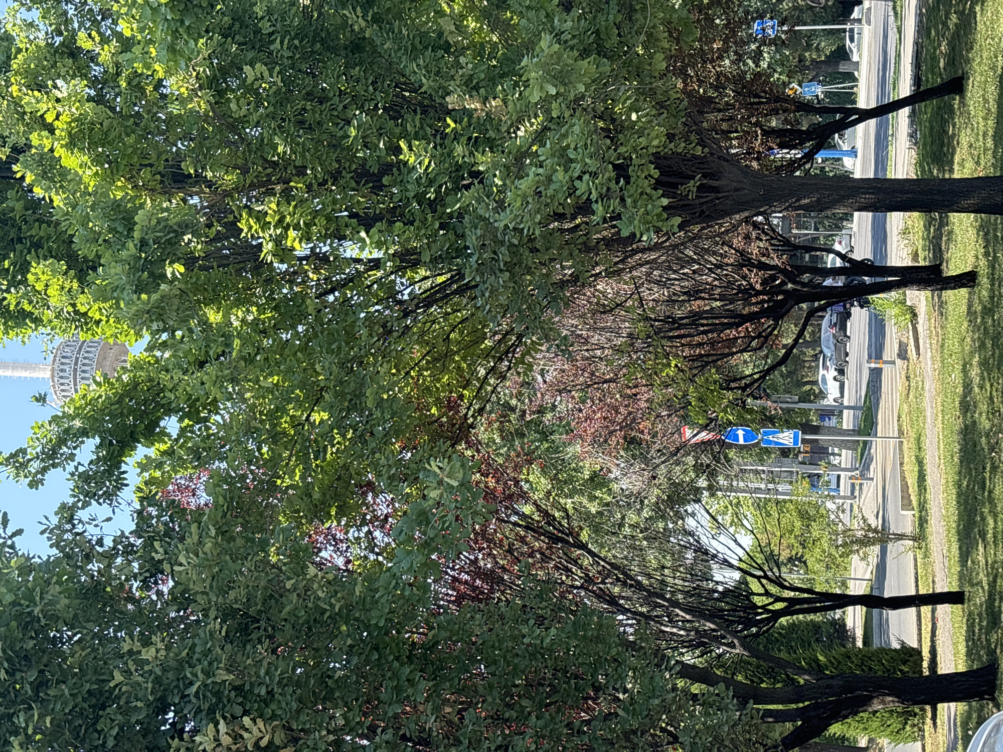 The image shows a street scene in Tashkent, Uzbekistan, with a prominent view of the Tashkent TV Tower in the background. In the foreground, several trees with lush green foliage dominate the frame, partially obscuring the view of the street and buildings. The trees are of varying sizes and shapes, with some having dark, bare branches and others covered in dense leaves.
A paved road runs horizontally across the middle ground, with cars parked and driving on it. Pedestrian crossings and traffic signs, including a blue sign with a white arrow indicating a turn and a pedestrian crossing symbol, are visible along the roadside. The area adjacent to the road is covered in grass. The sky is clear and blue. The overall scene suggests a bright, sunny day in an urban environment with significant greenery.