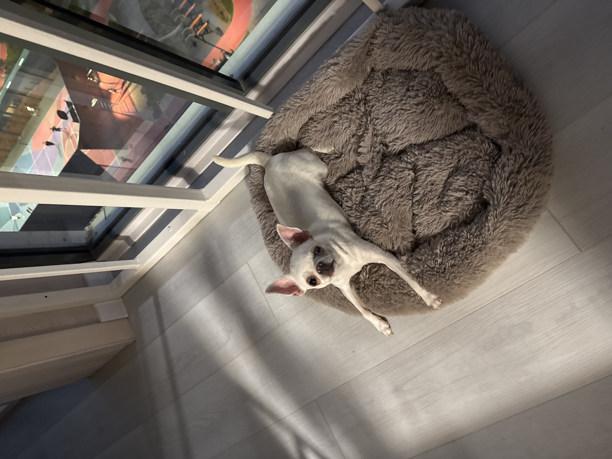 A white Chihuahua lies on a fluffy brown dog bed on a light-colored wooden floor. The dog bed is positioned near a large window with a view of an outdoor basketball court at dusk. The dog is lying on its side, facing the camera, with its front legs extended forward. Sunlight casts shadows on the floor. The window shows a colorful basketball court with people playing. The scene appears to be an indoor setting, possibly a balcony or a room with a large window.