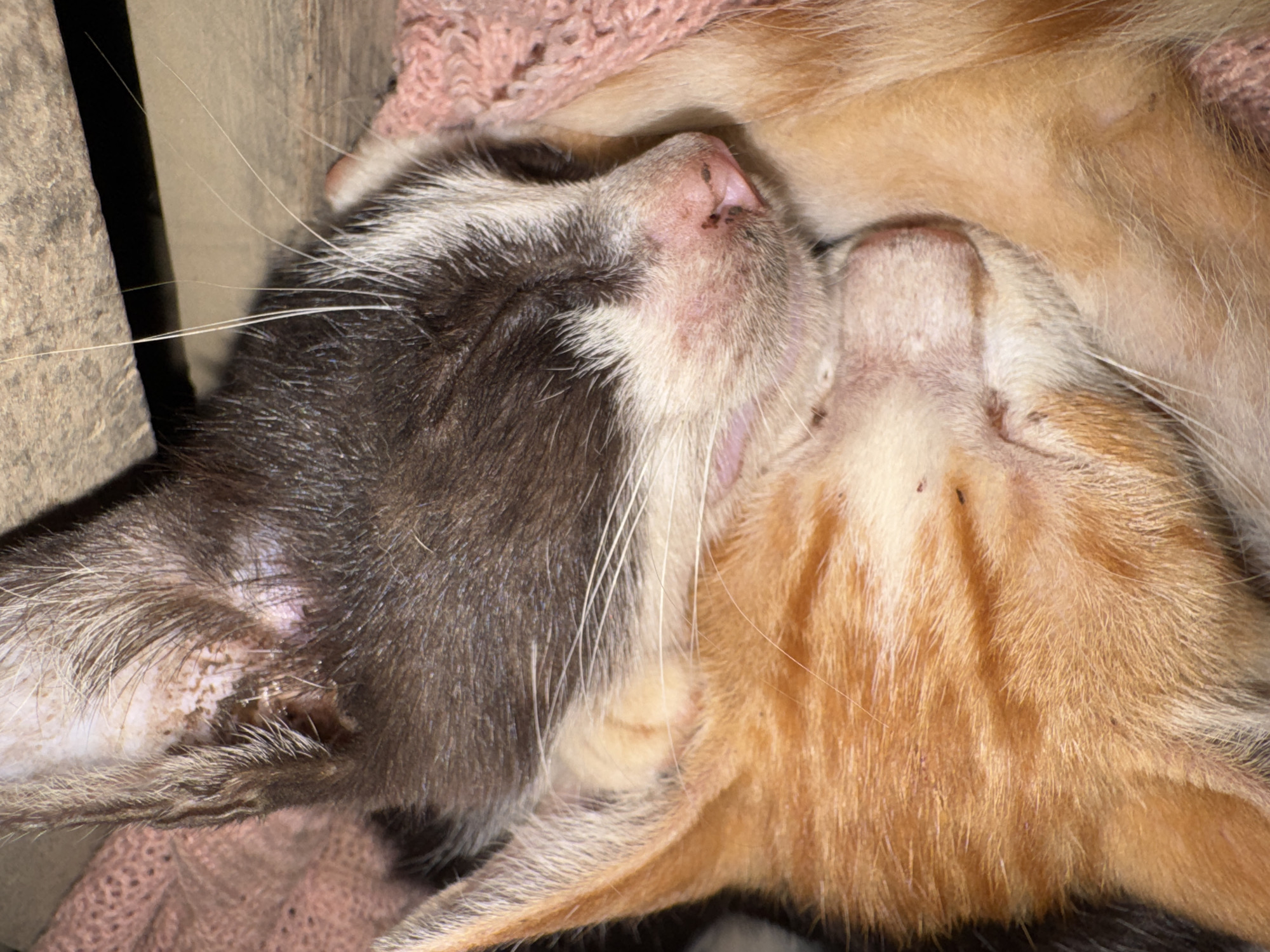 This is a close-up, overhead photograph of two kittens sleeping. One kitten is orange and white, and the other is dark brown and white. They are nestled together on a pink, textured fabric, possibly a blanket or a towel. The kittens are curled up, with their faces touching. The orange kitten's fur is a mixture of light and dark orange stripes, and its ears are visible. The brown kitten's fur is darker, with white patches around its muzzle and ears. The image captures the soft fur, delicate features, and peaceful slumber of the two animals. The background shows a rough, wooden surface, suggesting they might be in a box or a sheltered area. The lighting is somewhat dim, but the details of the kittens' faces and fur are clear. The scene is likely from Meunasah Raya, Indonesia.