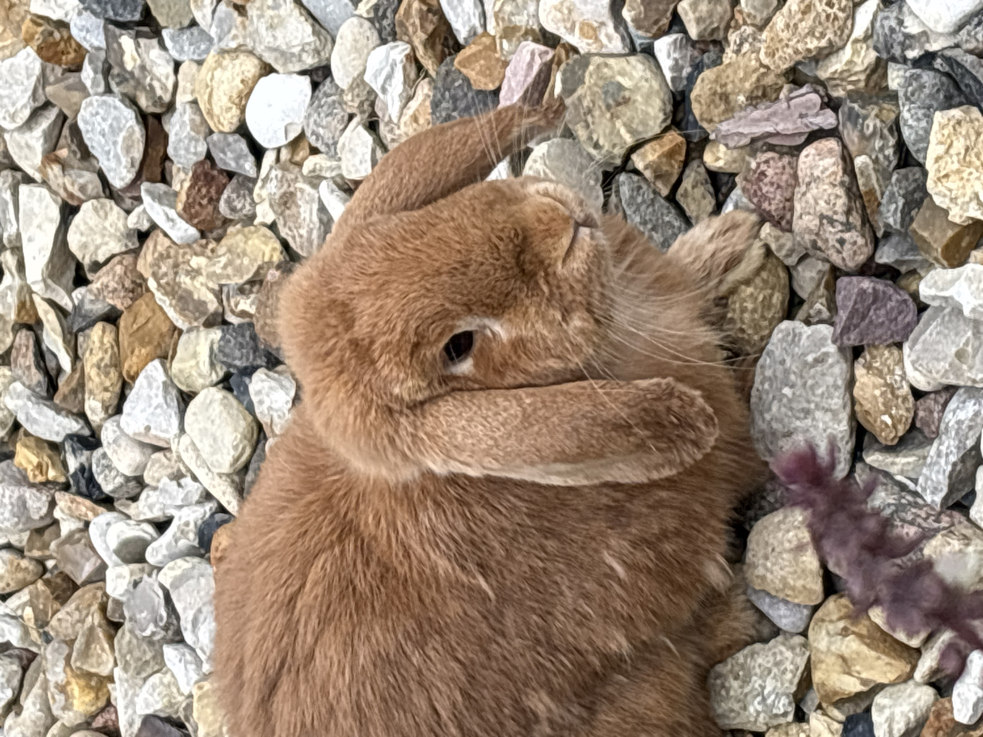 A close-up, eye-level shot captures a fawn-colored rabbit with floppy ears resting on a bed of varied-sized gravel. The rabbit is positioned in the center-right of the frame, its head turned slightly to the right, with its whiskers and nose clearly visible. Its fur is soft and uniformly colored. The gravel ground consists of stones in shades of grey, white, brown, and some pinkish hues. In the lower left corner, a blurry, dark purple plant or piece of debris is present. The overall lighting suggests an outdoor setting, possibly in Zvenigorod, Russia, given the context.