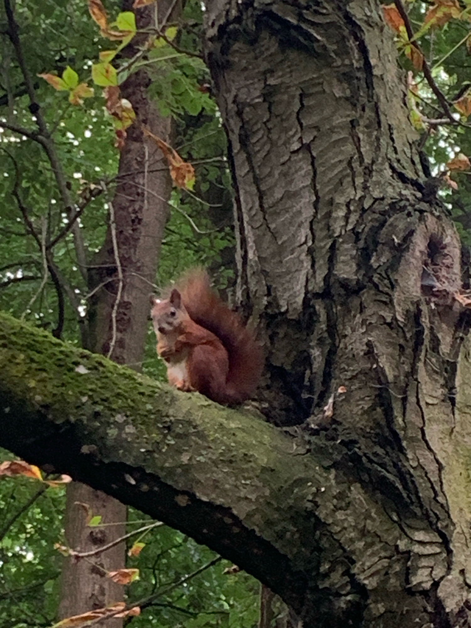 A red squirrel is perched on a moss-covered tree branch in a forest. The squirrel is facing the camera with its front paws clasped together. Its bushy tail is curled over its back. The tree trunk is rough and textured, with deep furrows in the bark. Green leaves and branches are visible in the background, suggesting it is a deciduous forest. The scene appears to be outdoors, in a natural setting. There is no indication of the specific location within the city of Lviv, Ukraine, or any people present in the image.