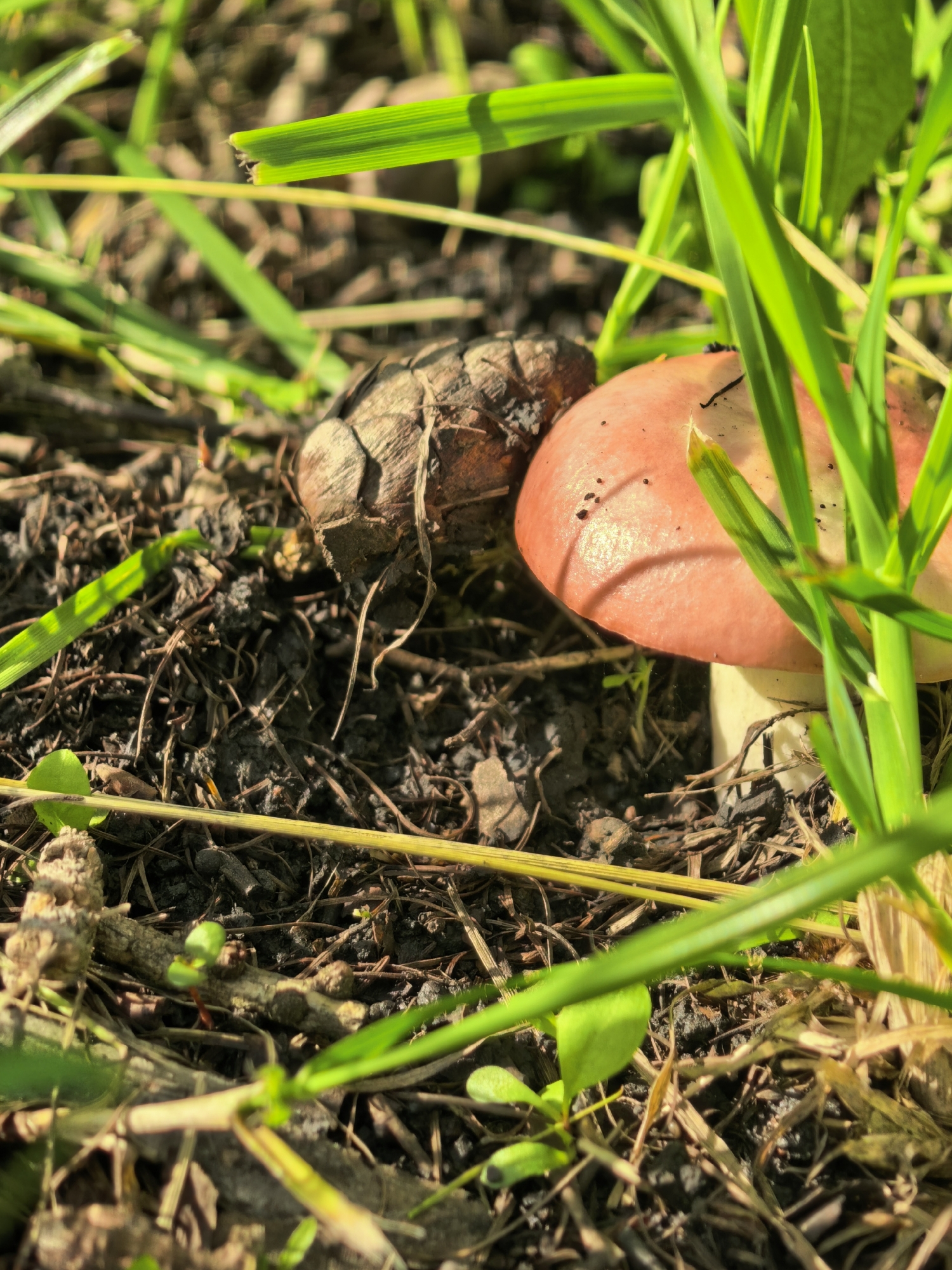 This close-up, low-angle shot captures a small, salmon-pink mushroom growing amongst grass and dark soil. Next to the mushroom is a fragment of what appears to be a pinecone. Bright green blades of grass dominate the foreground and upper right of the image, some casting shadows on the mushroom and ground. The lighting suggests a sunny day, possibly late morning or early afternoon, indicated by the dappled sunlight and sharp shadows. The ground is a mix of dark, rich soil, dry grass stalks, and twigs, suggesting a natural outdoor setting, possibly a forest floor or a garden. There is no visible text in the image. The overall impression is one of a quiet, natural moment, highlighting the small details of flora and fungi in their environment. The location context of Sterlitamak, Russia, places this scene within a specific geographical and ecological setting.