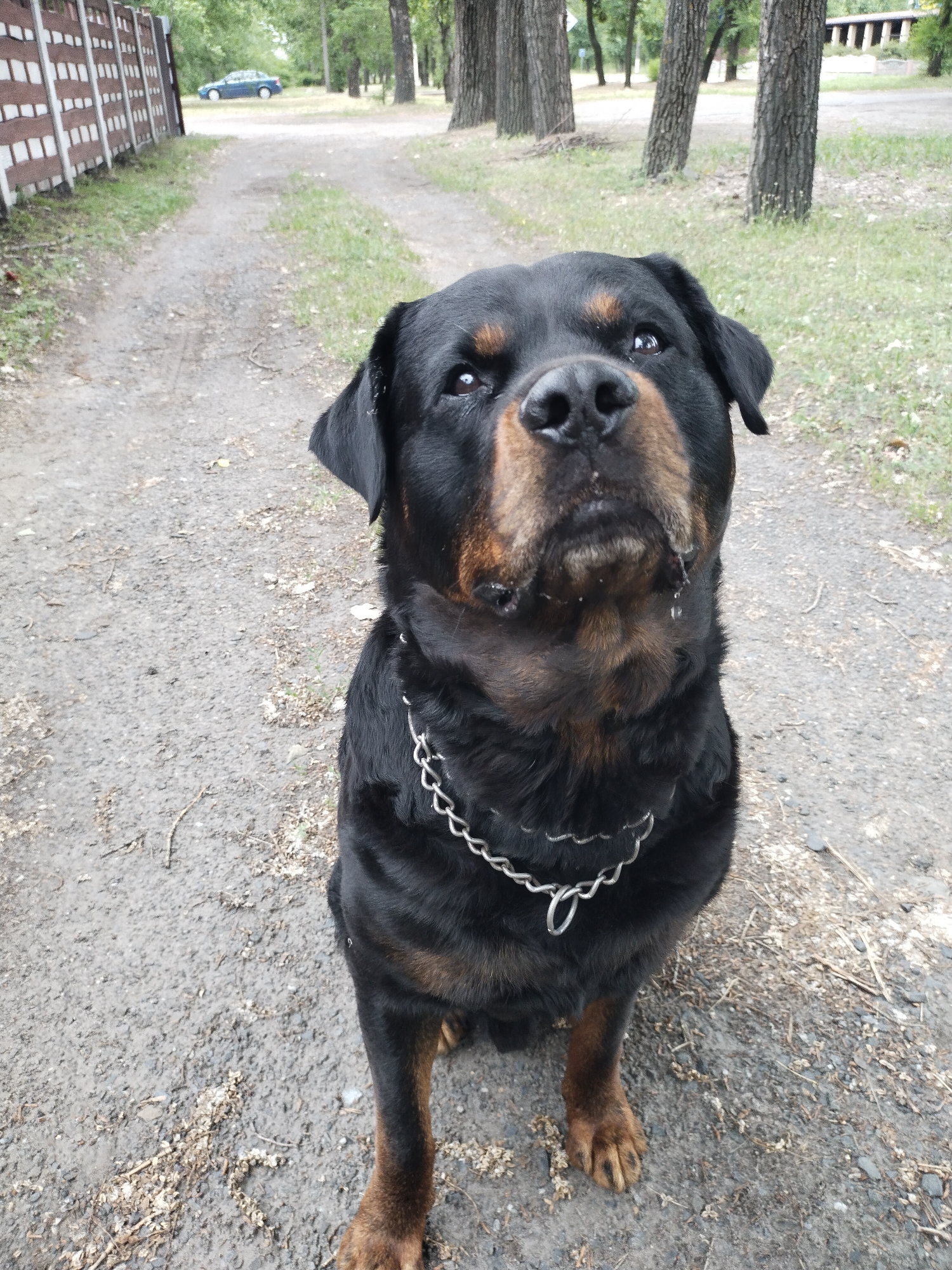 A rottweiler dog is sitting on a gravel path outdoors, with a fence on the left and trees in the background. A blue car is visible in the distance. The dog is wearing a metal chain collar. The scene appears to be in Horishni Plavni, Ukraine.