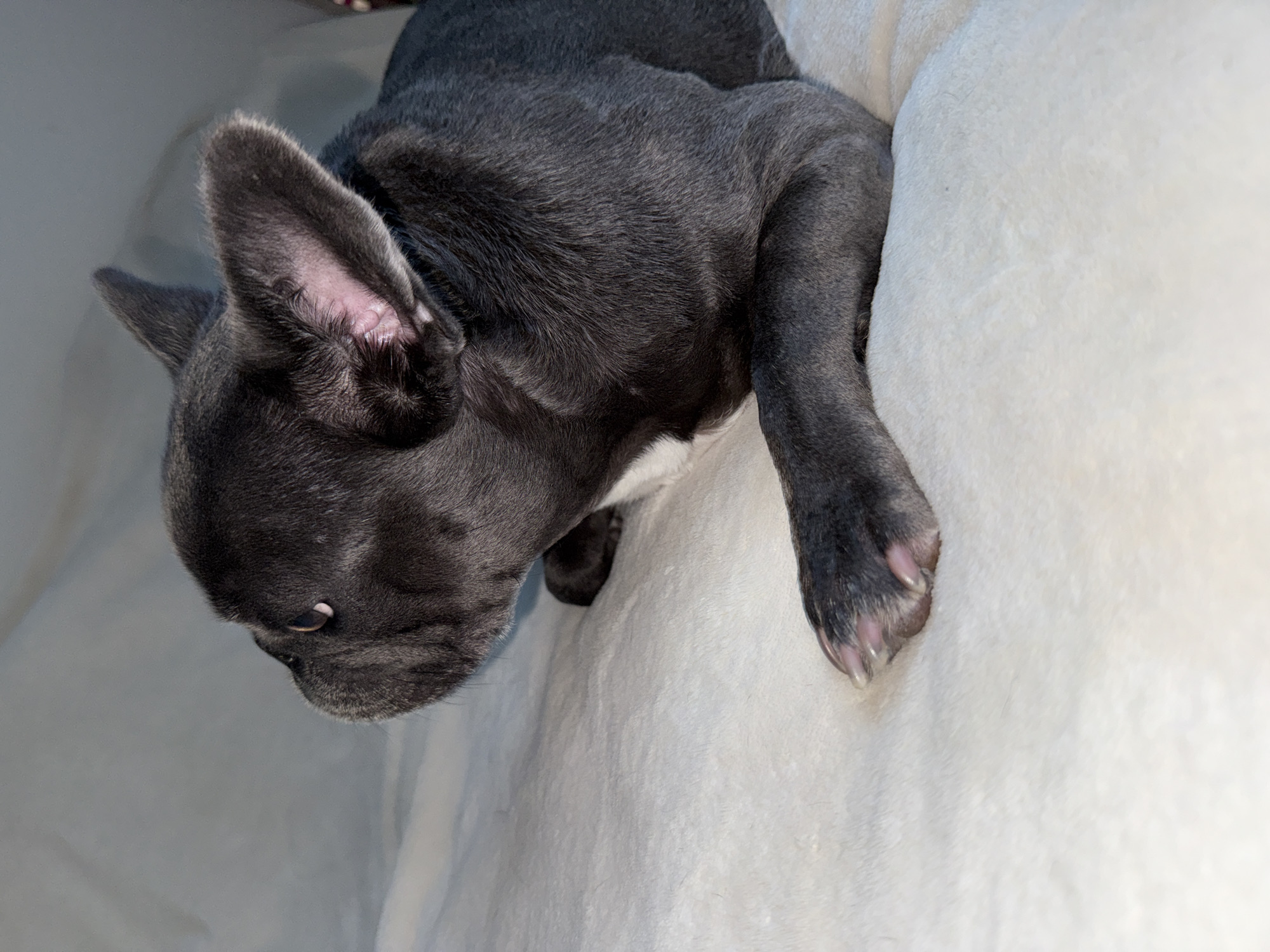 A French bulldog puppy with dark grey fur and white markings on its chest is lying down on a light-colored, plush blanket. The puppy is facing to the left, with its head turned slightly upwards, revealing its left ear and eye. Its front paw is extended forward, with visible nails. The background is a blurred, light-colored surface, likely a bed or couch. The lighting is soft, creating a gentle contrast. The scene is indoors, possibly in a residential setting in Bad Sachsa, Germany.