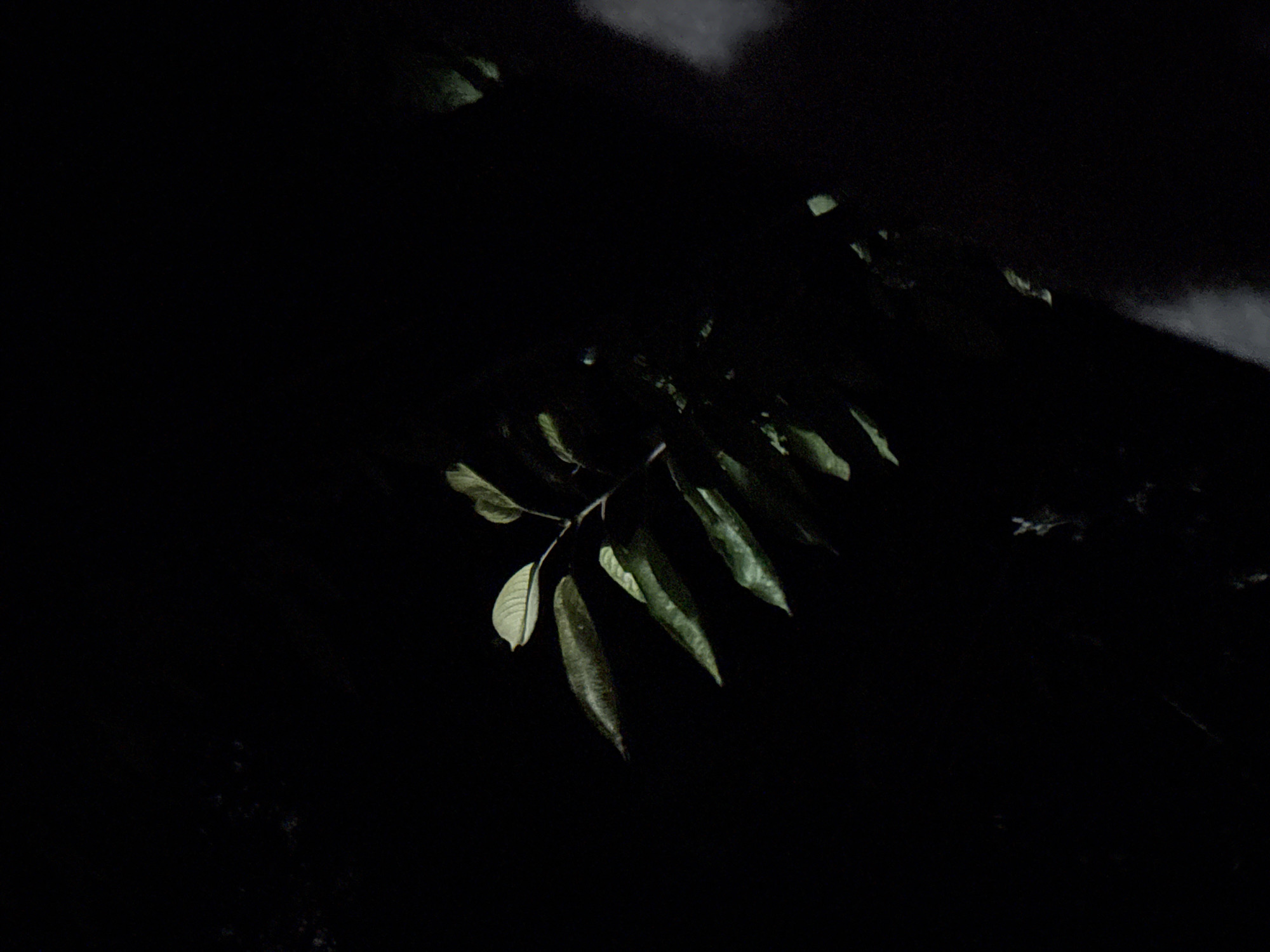 A close-up shot captures a branch with several green leaves illuminated by a light source, contrasting against a dark, indistinct background. The leaves are oriented at various angles, some appearing sharp while others are softly blurred. The background is entirely black, suggesting a night scene or an area with minimal ambient light. The overall impression is one of isolated detail within a void. The scene is likely outdoors in a natural setting, possibly a garden or park within Vostok, Kyrgyzstan, given the darkness and the presence of foliage. No people, animals, or specific structures are visible.