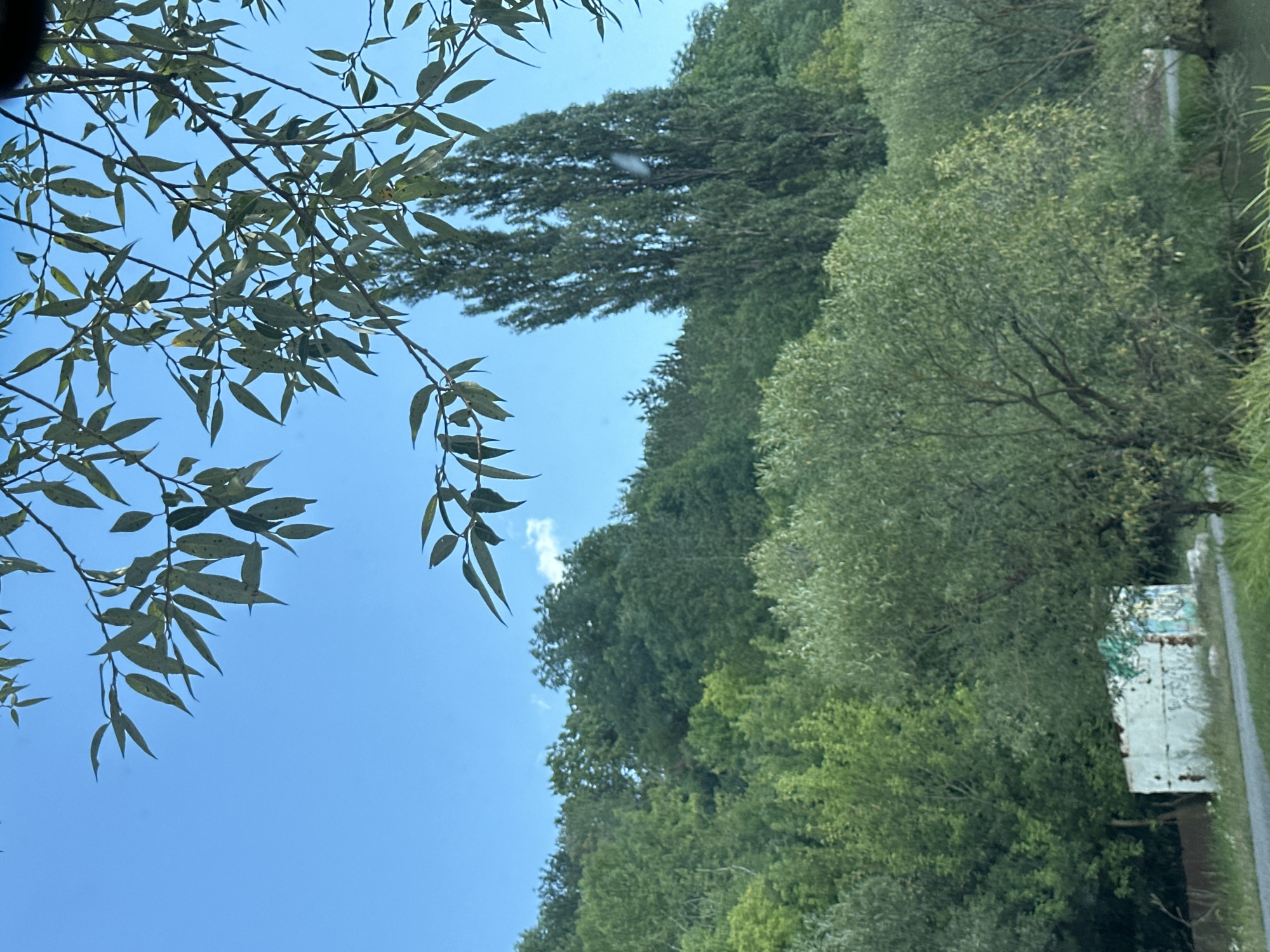 The image depicts a natural landscape with a bright blue sky in the background. In the foreground, branches of a leafy tree with green and variegated leaves extend into the frame, partially obscuring the view. The middle ground features a dense hillside covered in various types of green trees, with some taller, slender trees standing out. At the bottom of the hillside, there is a small, weathered structure that appears to be a building or shed, with graffiti on its white walls. A paved pathway runs in front of this structure, with green grass and other foliage bordering it. A body of dark water is visible at the very bottom edge of the image. The scene is an outdoor environment, likely a park or natural area within or near the city of Makiv, Ukraine. No people are visible in the image.