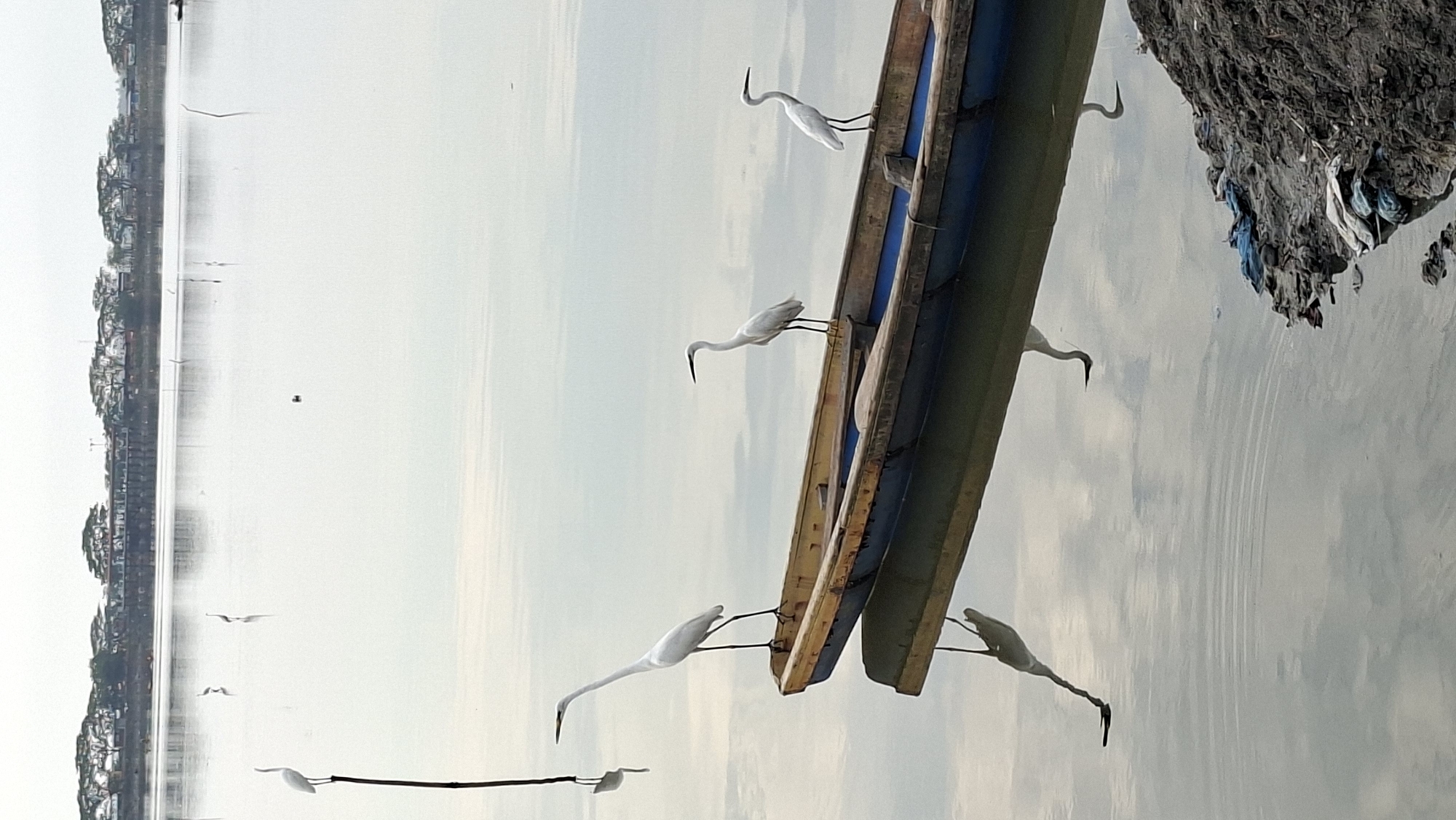 The image depicts a serene water body, likely a river or lake, adjacent to a shoreline with scattered debris. In the foreground, a wooden boat with blue trim is partially submerged in the water, its reflection visible below. Three white egrets are perched on the boat, two standing on its edge and one with its reflection visible in the water. Another egret is standing on a wooden pole in the background. The distant background shows a treeline and structures suggesting a populated area. The overall lighting suggests it is either early morning or late afternoon. The scene appears to be located at the Arun Natural Gas Liquefaction plant area, given the landscape which is consistent with that region of Lhokseumawe, Indonesia.