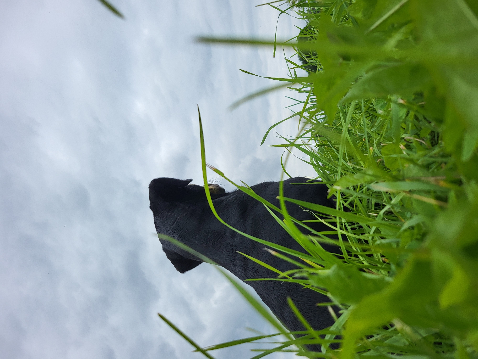 A low-angle shot captures a black dog from behind, sitting in vibrant green grass under a cloudy sky. The dog's head is turned to the right, gazing into the distance. The foreground is dominated by blurred green blades of grass, adding depth to the scene. The sky is overcast with a mixture of gray and white clouds, suggesting a potentially cool or humid day. There are no visible structures or elements that place the scene specifically in Jelgava, Latvia.